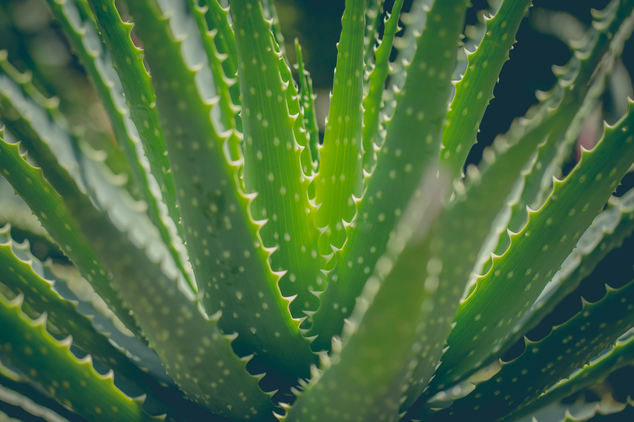 alnatura aloe vera blatt Aloe vera Blatt frisch frisch geliefert