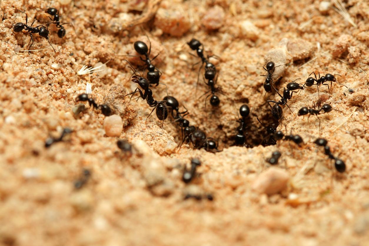  Ameisen in grosser Zahl kÃ¶nnen im Garten Schaden anrichten.