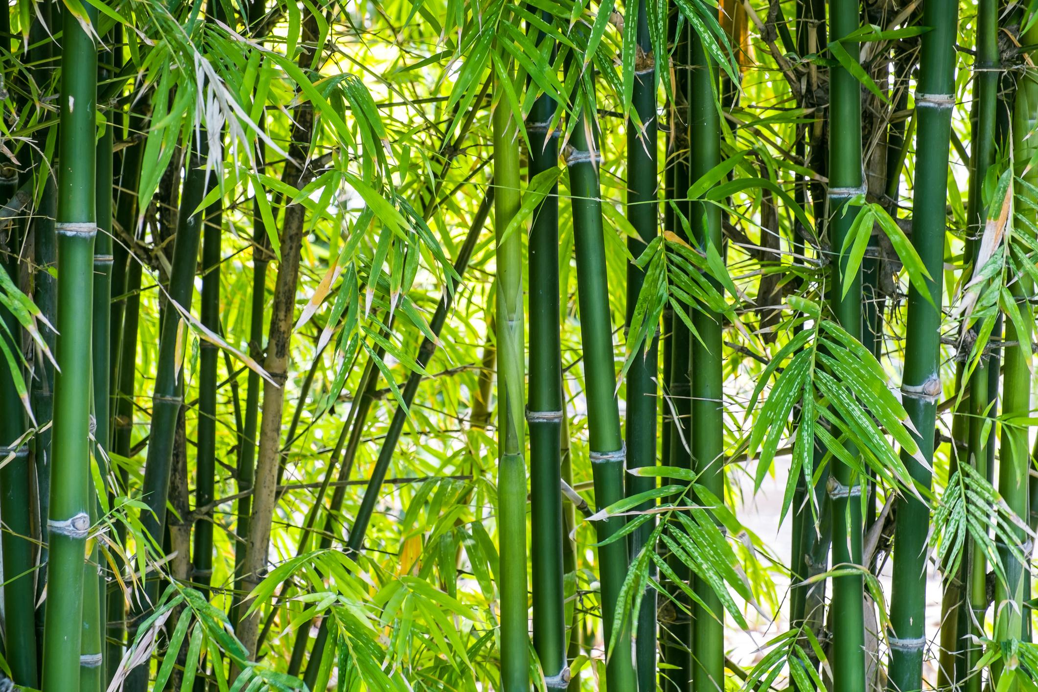  Grazile Bambusse die auch im schweizer Klima gedeihen