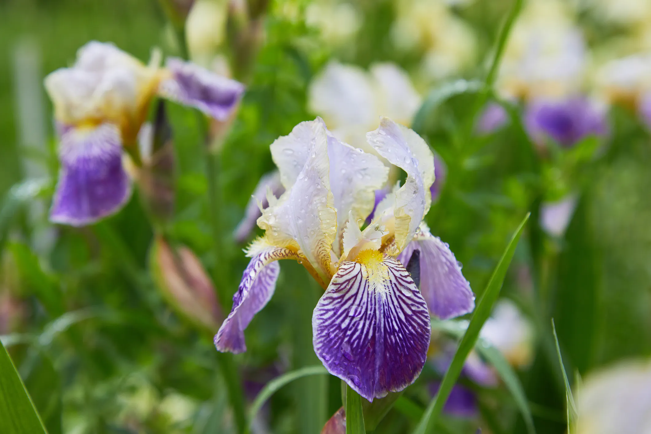 Pflegeleichte Gartenpflanzen: Sonnige Standorte - hausinfo
