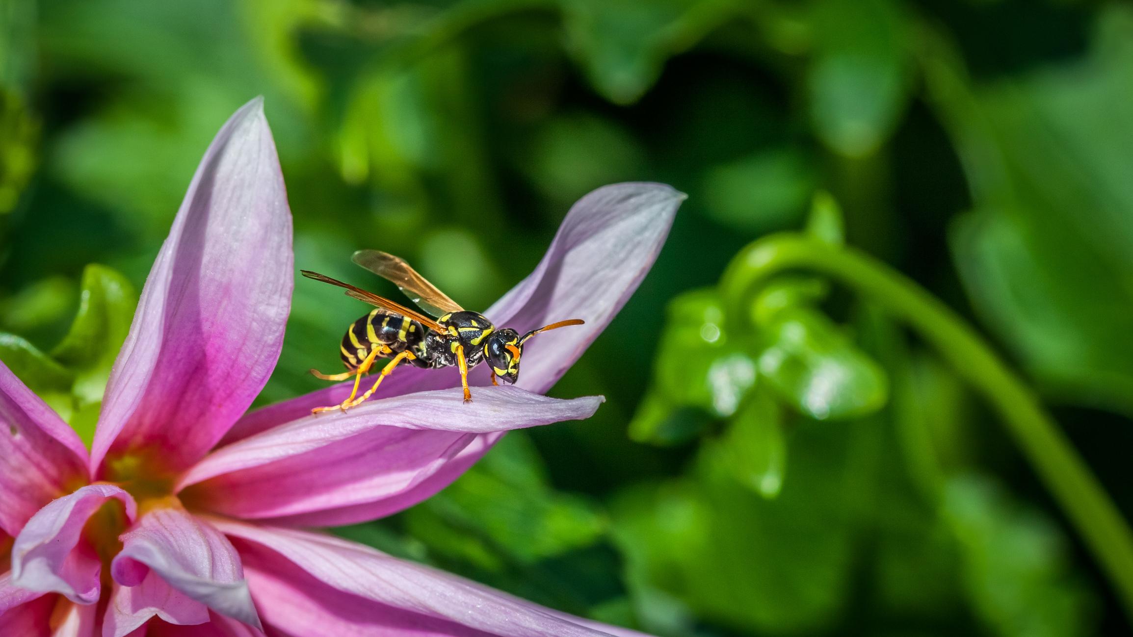 insectes pollinisateurs : guêpes