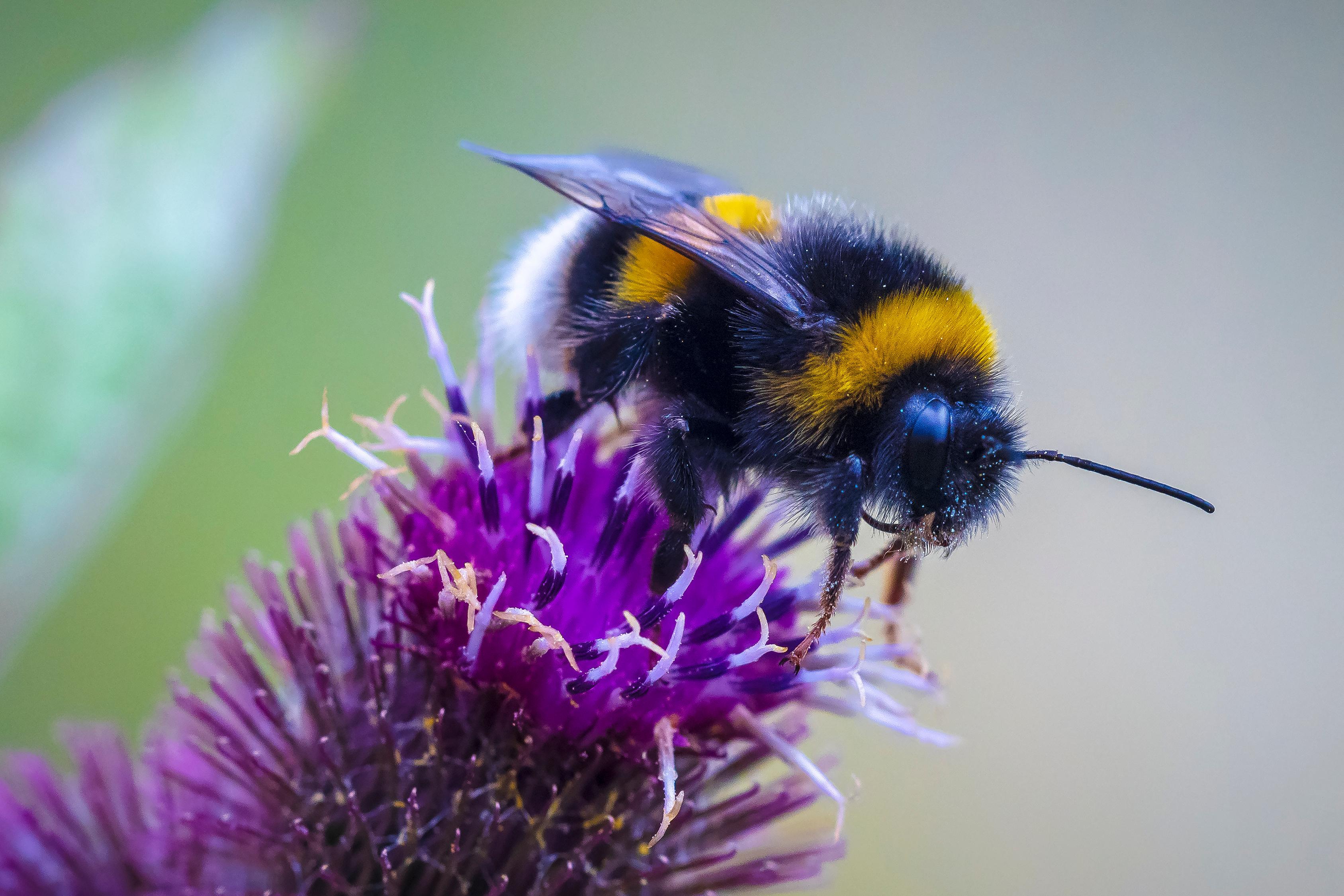 Bienenarten in der Schweiz: Dunkle Erdhummel (Bombus terrestris)