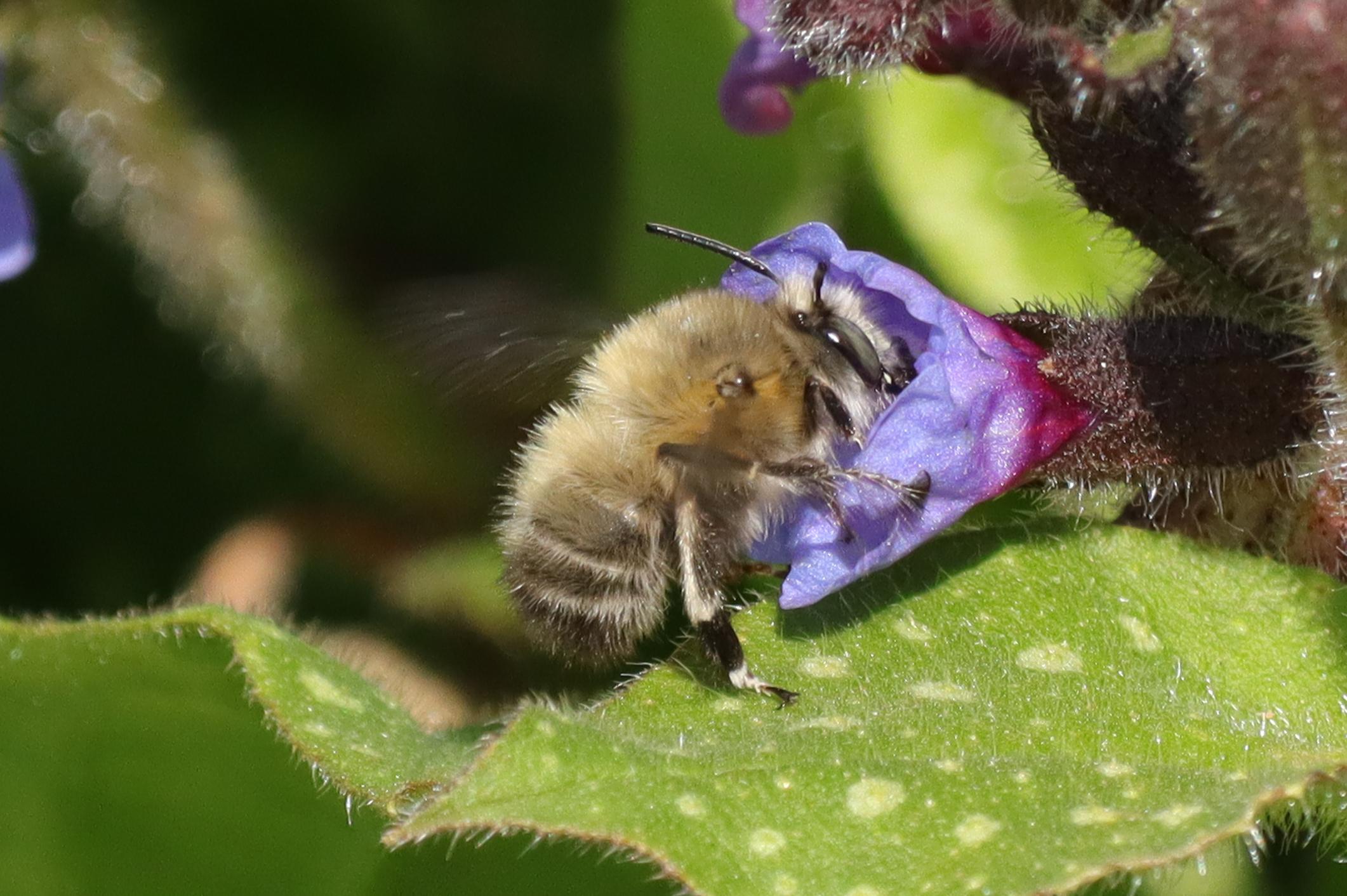 Bienenarten in der Schweiz: Frühlings-Pelzbiene (Anthophora plumipes)