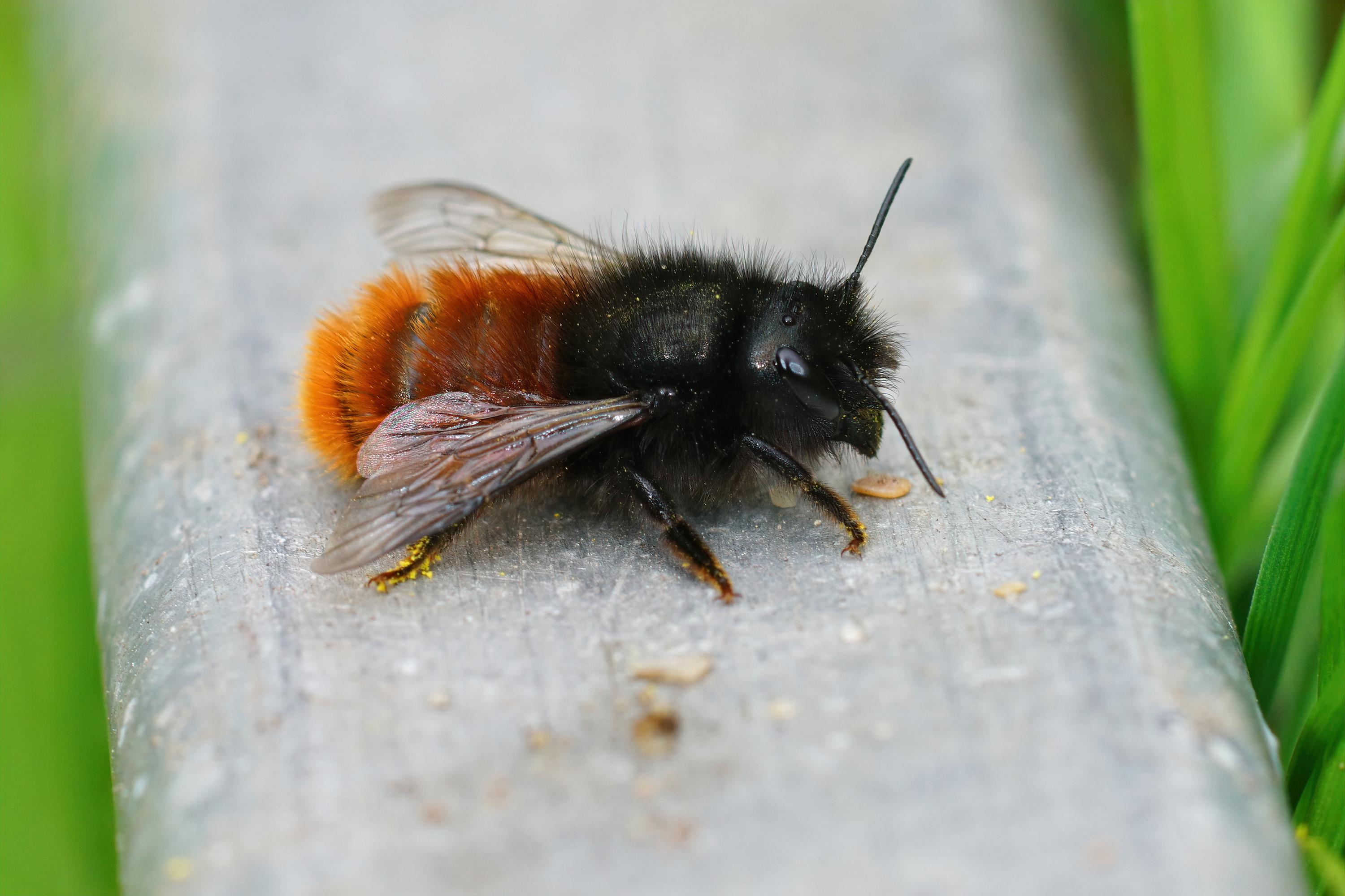 Bienenarten in der Schweiz: Gehörnte Mauerbiene (Osmia cornuta)