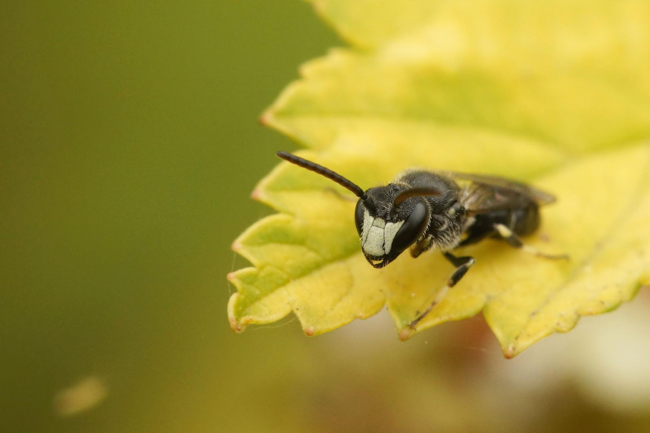 Bienenarten in der Schweiz: Rainfarn-Maskenbiene (Hylaeus nigritus)