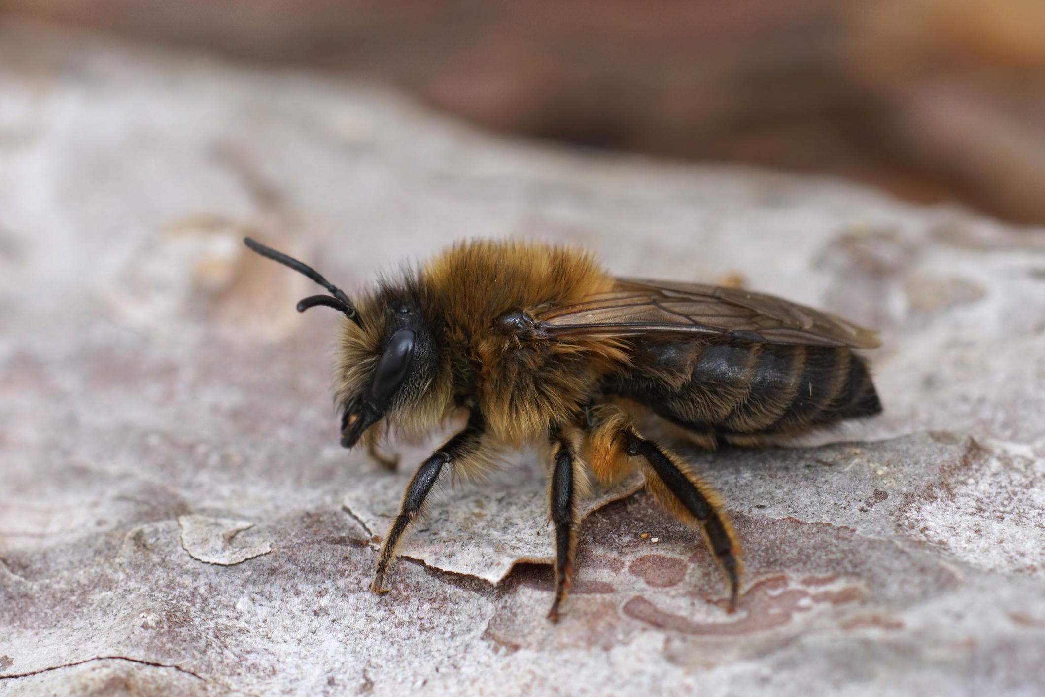 Bienenarten in der Schweiz: Frühlings-Seidenbiene (Colletes cunicularius)