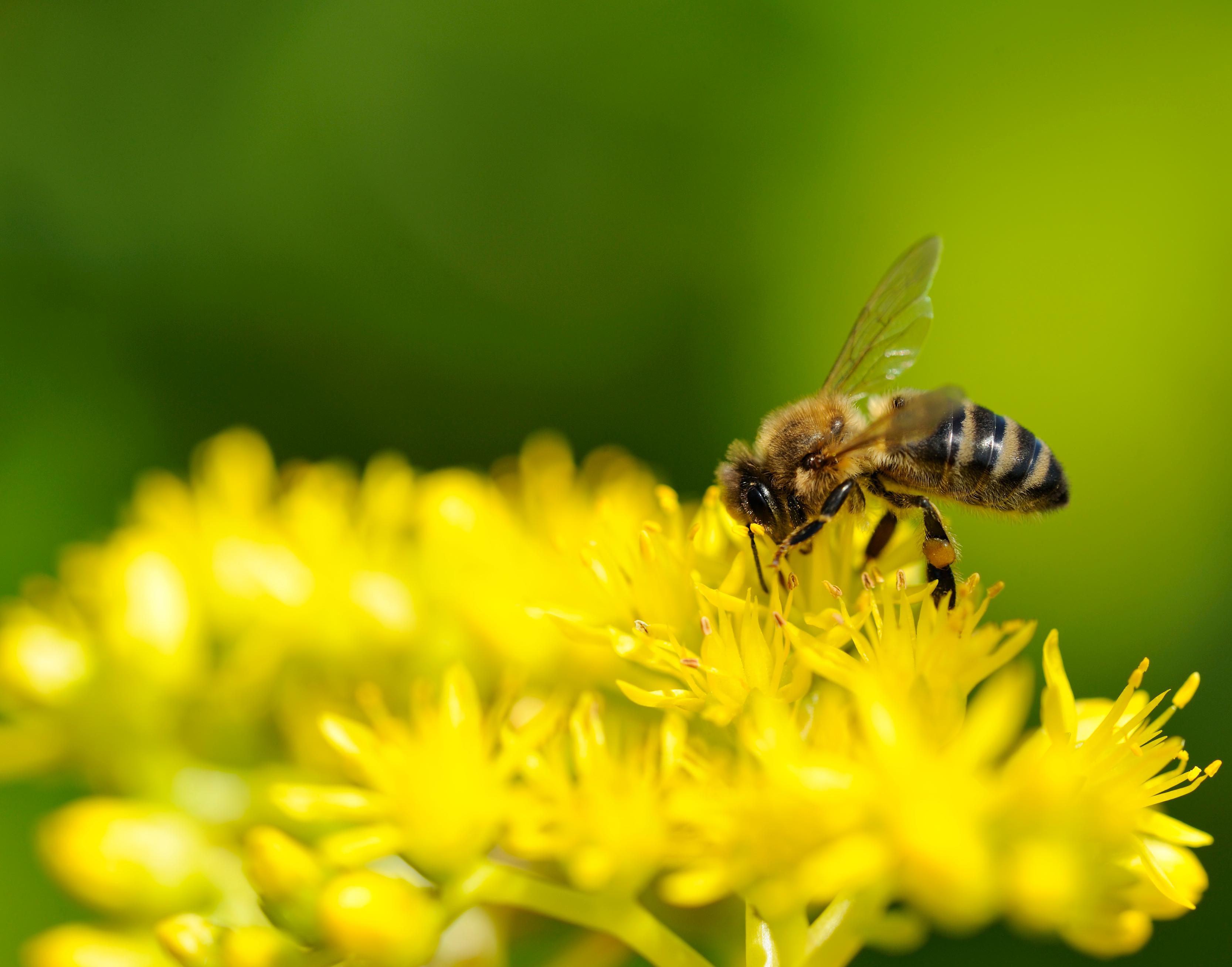 Blumen für Bienen