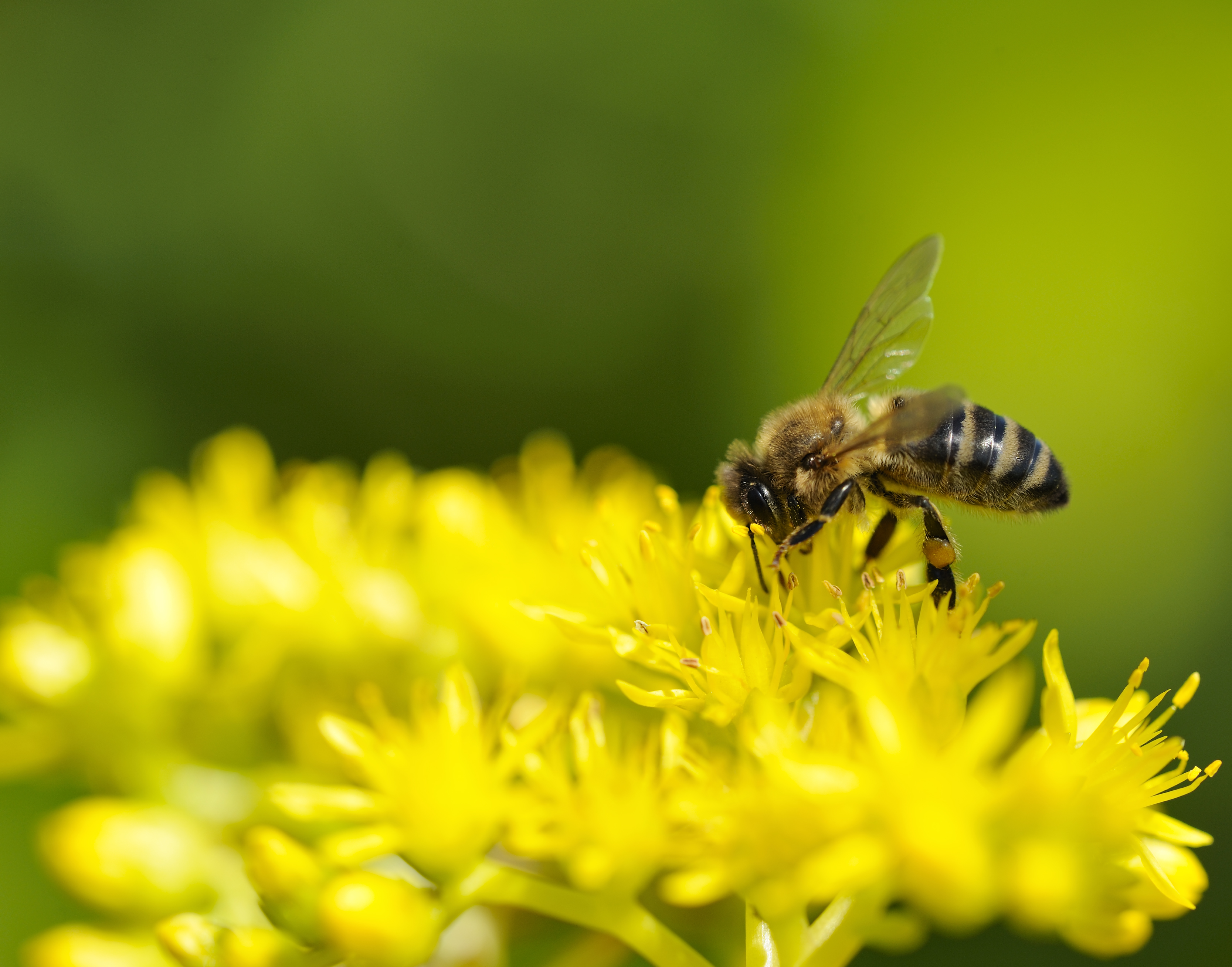 Bienenweide Im Garten Anlegen - Hausinfo