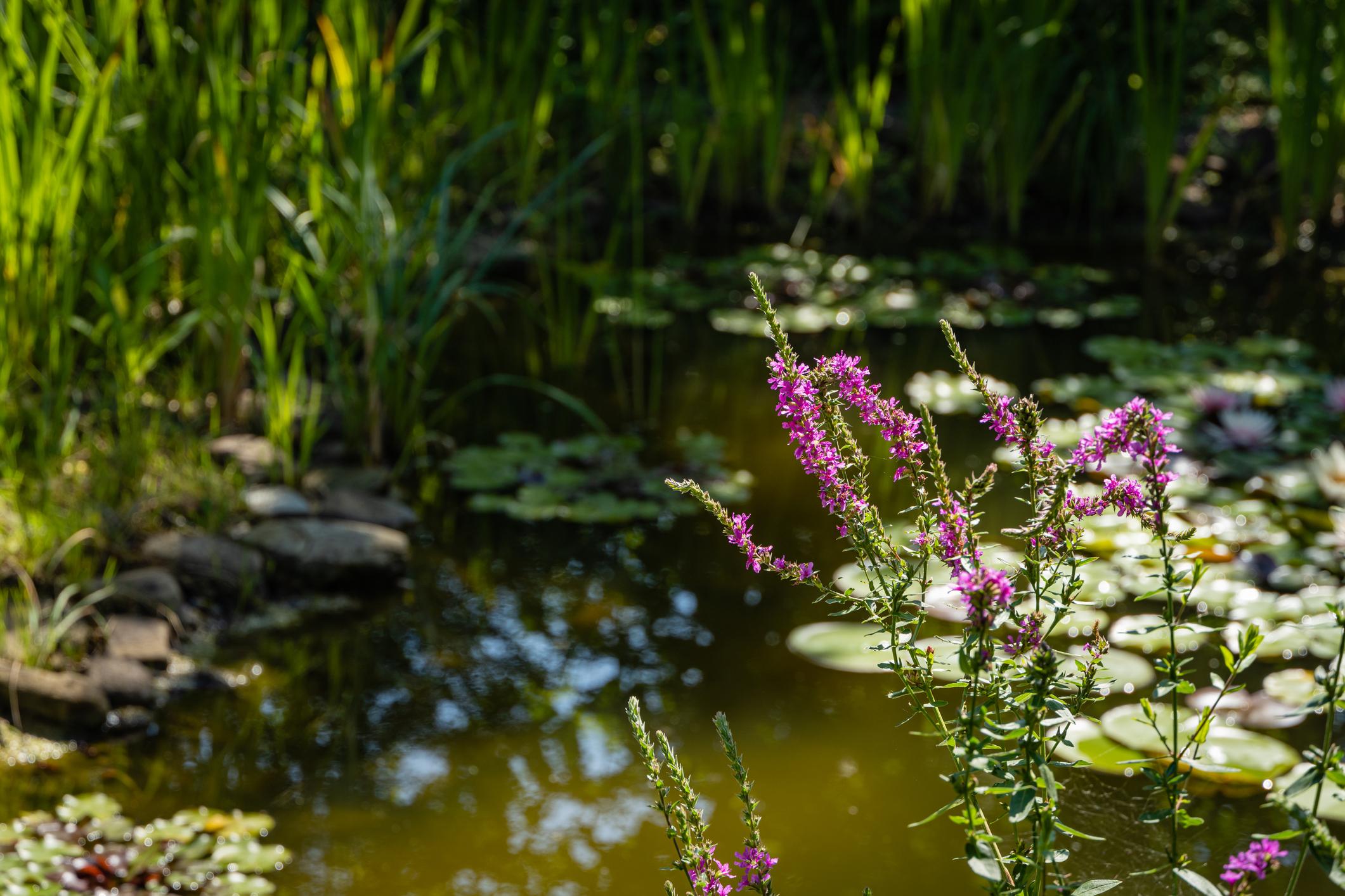 Biotop im Garten anlegen