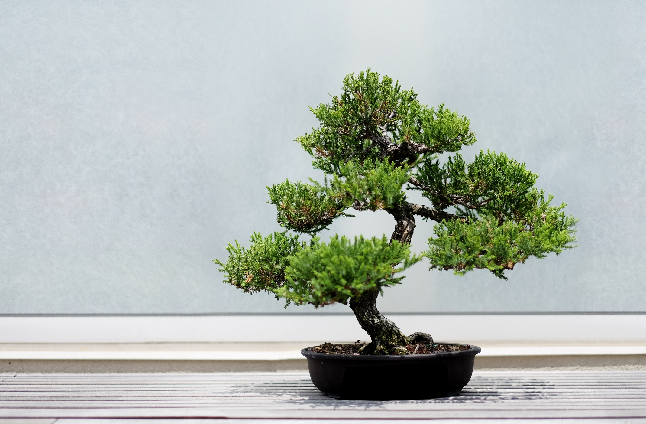 Bonsai richtig pflegen