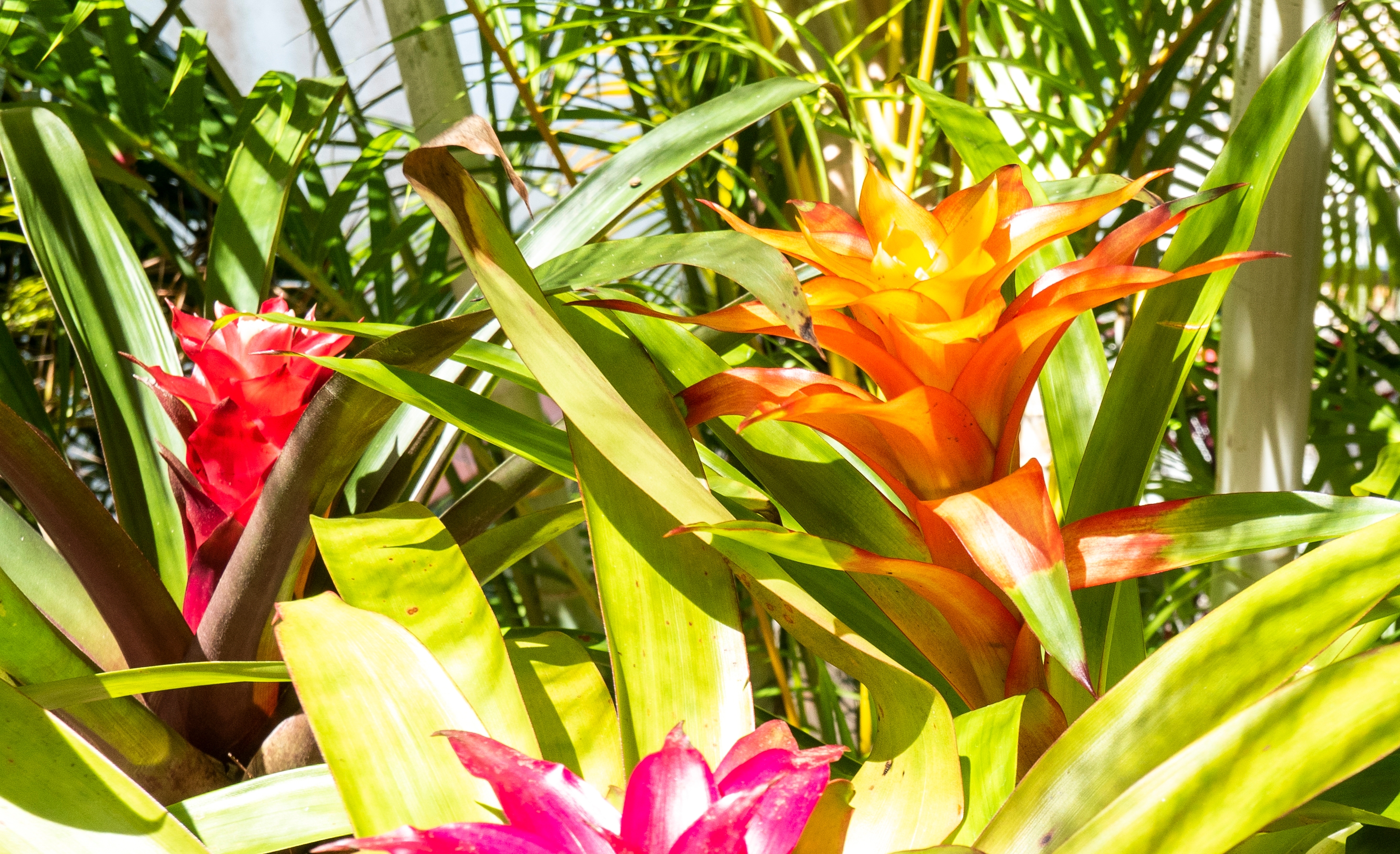 Bromelien richtig pflegen
