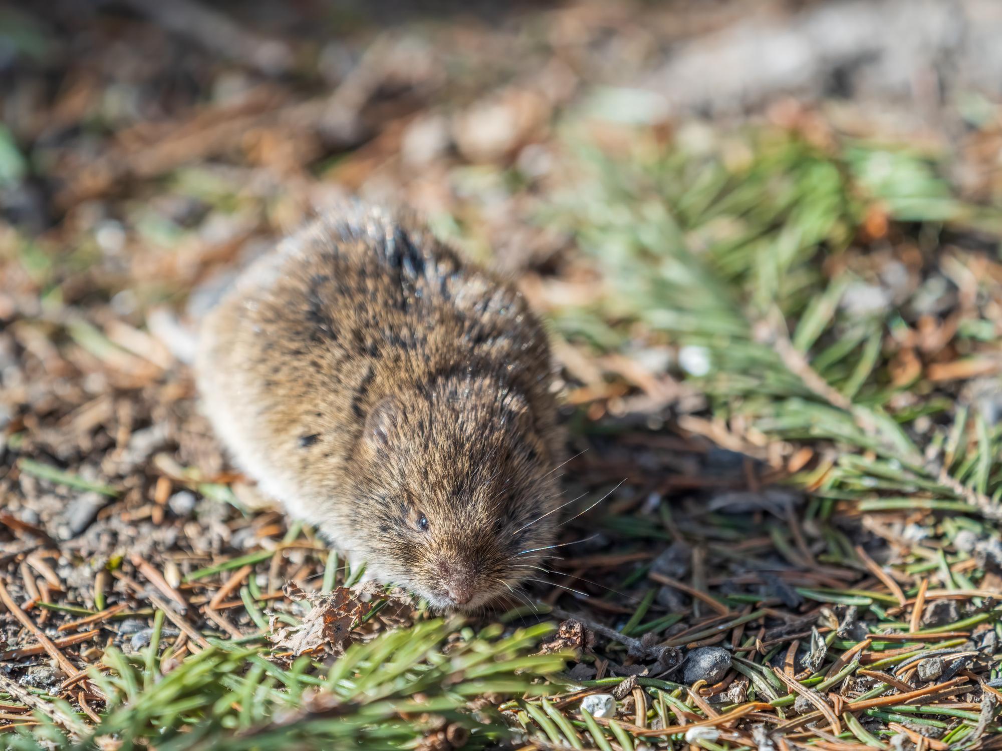 Souris des champs