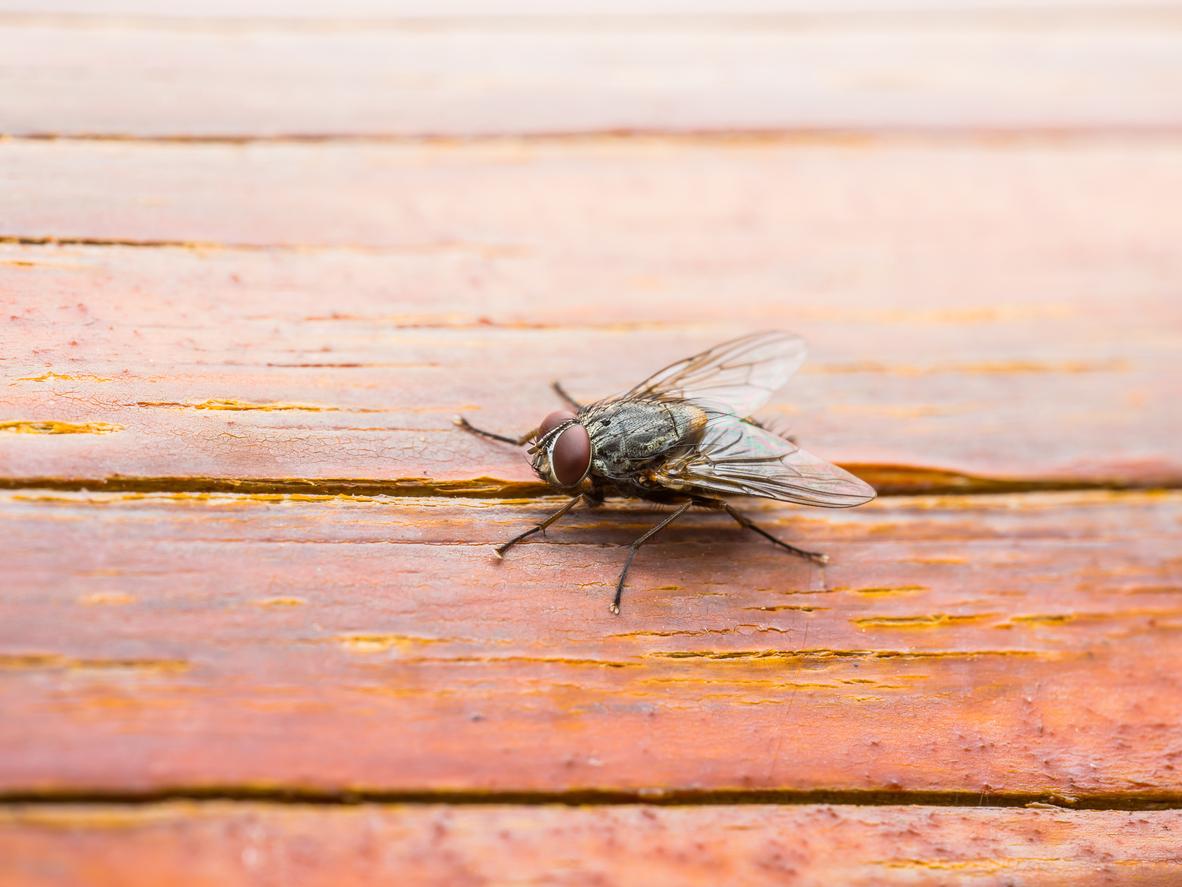 Fliegen können Ihnen den Aufenthalt auf dem Balkon oder im Garten verderben. 