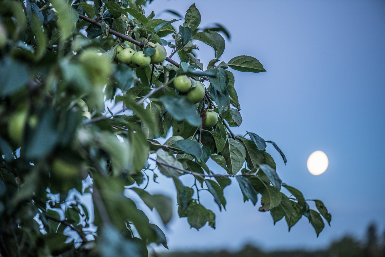  Gärtnern mit dem Mond 