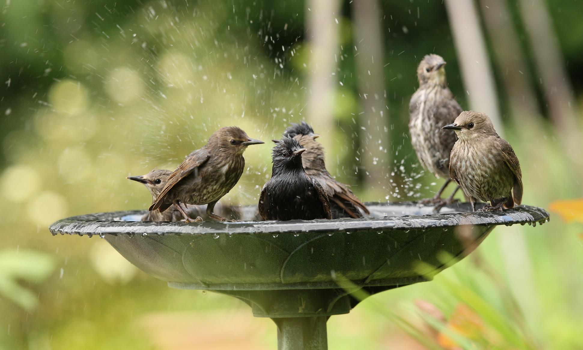 Vögel und Insekten bei Hitze unterstützen