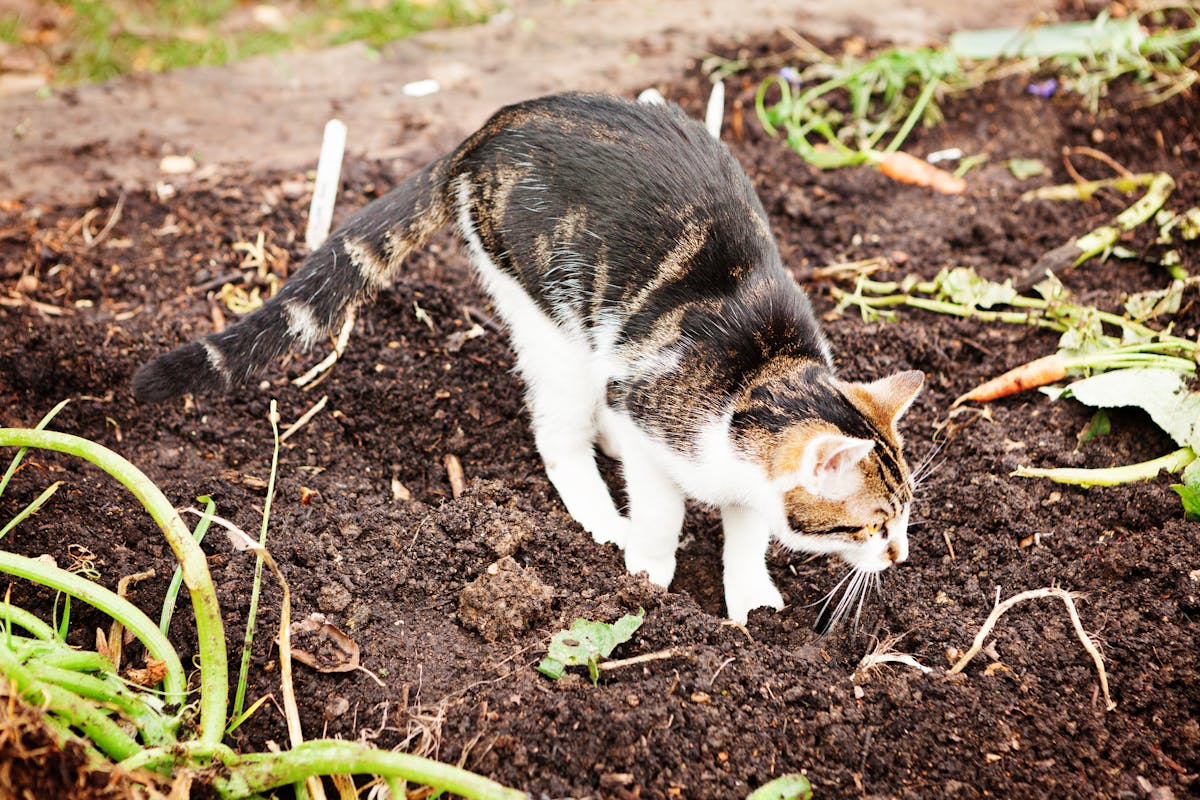 Katzenschreck im Test: Effektive Abwehr gegen Katzen im Garten