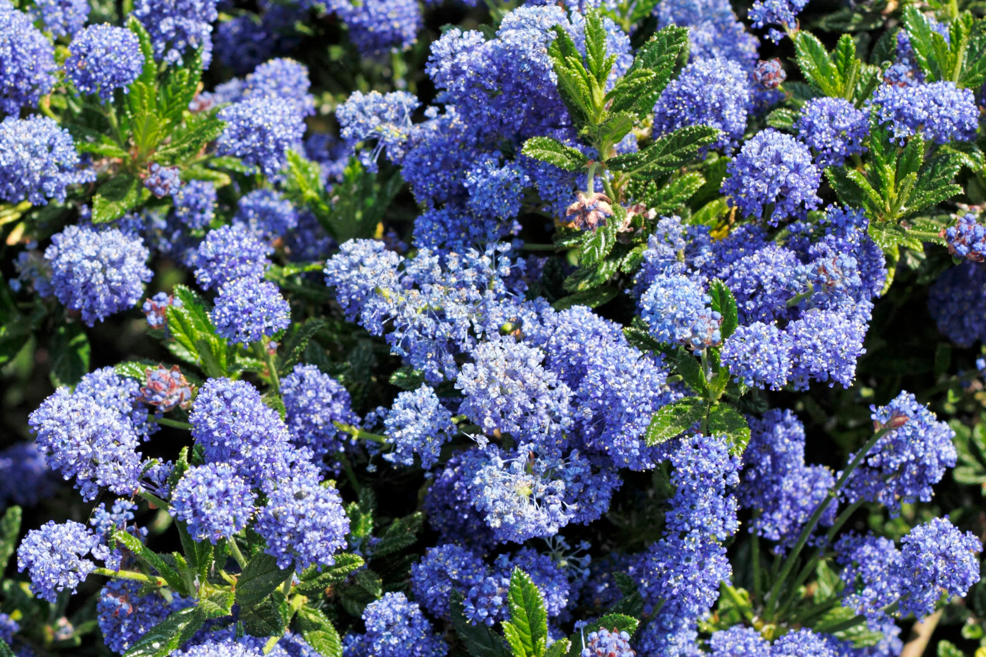 Blaue Säckelblume (Ceanothus x delilianus)