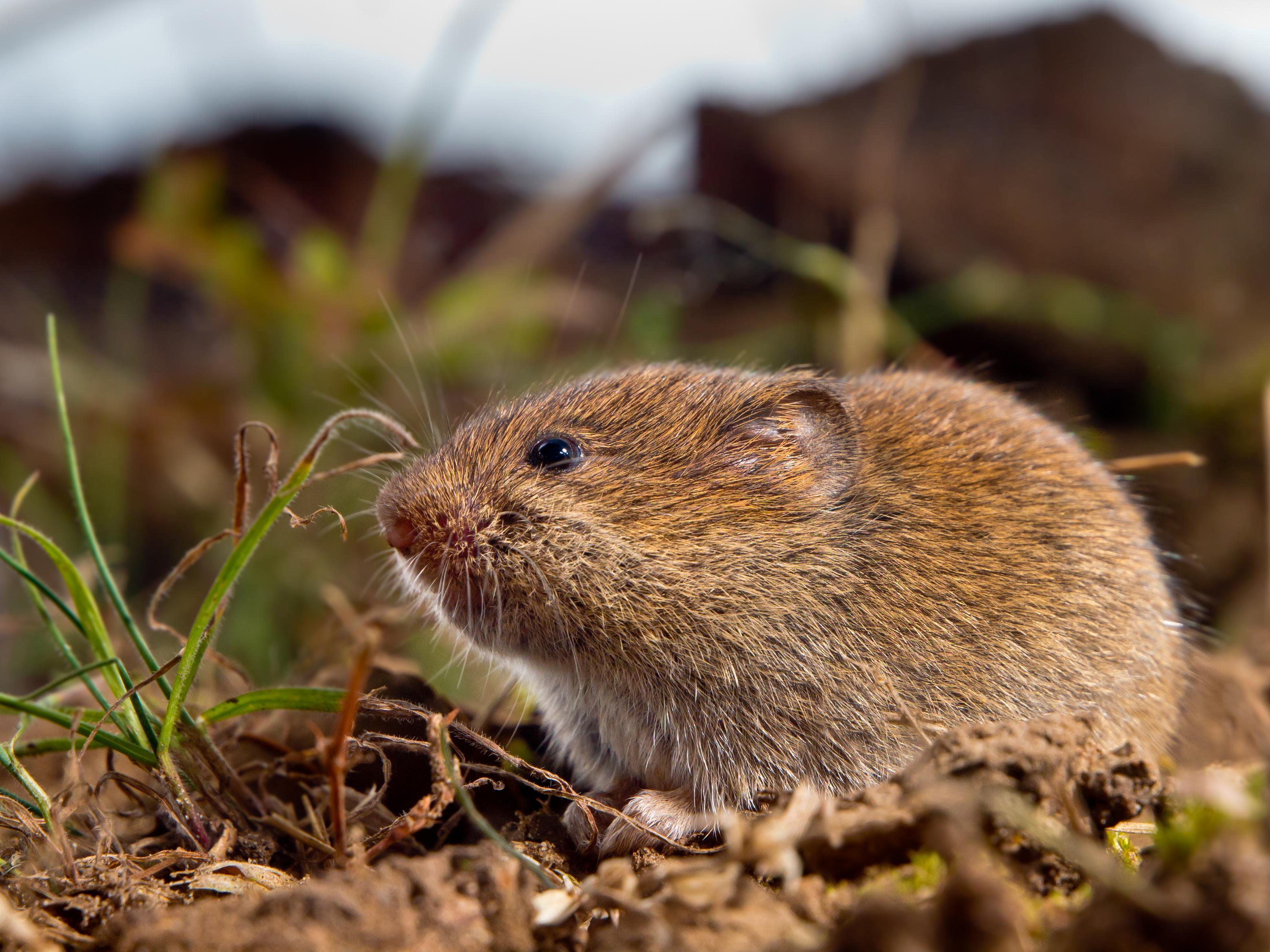 Schermaus