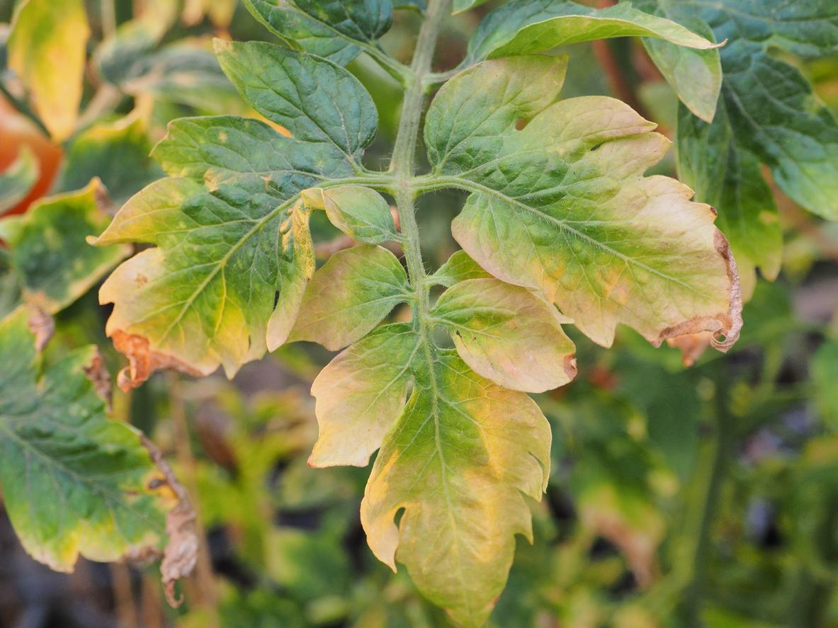 Des feuilles jaunies ou une feuillage mort sont des symptômes de carence chez les plantes
