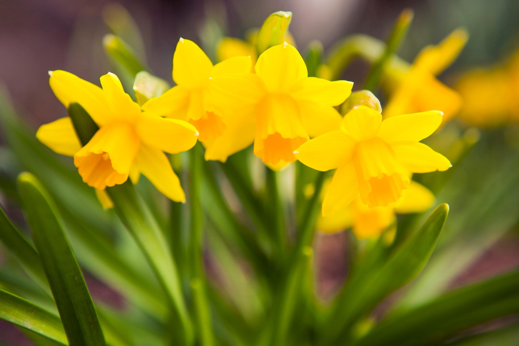 Narcisses (Narcissus hybrides)