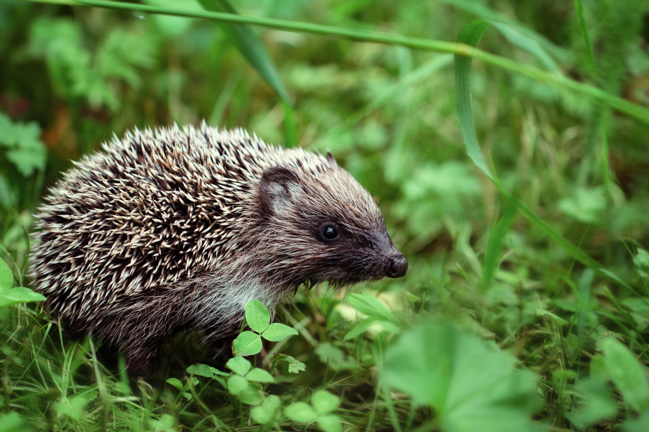 Nützlinge im Garten: Igel