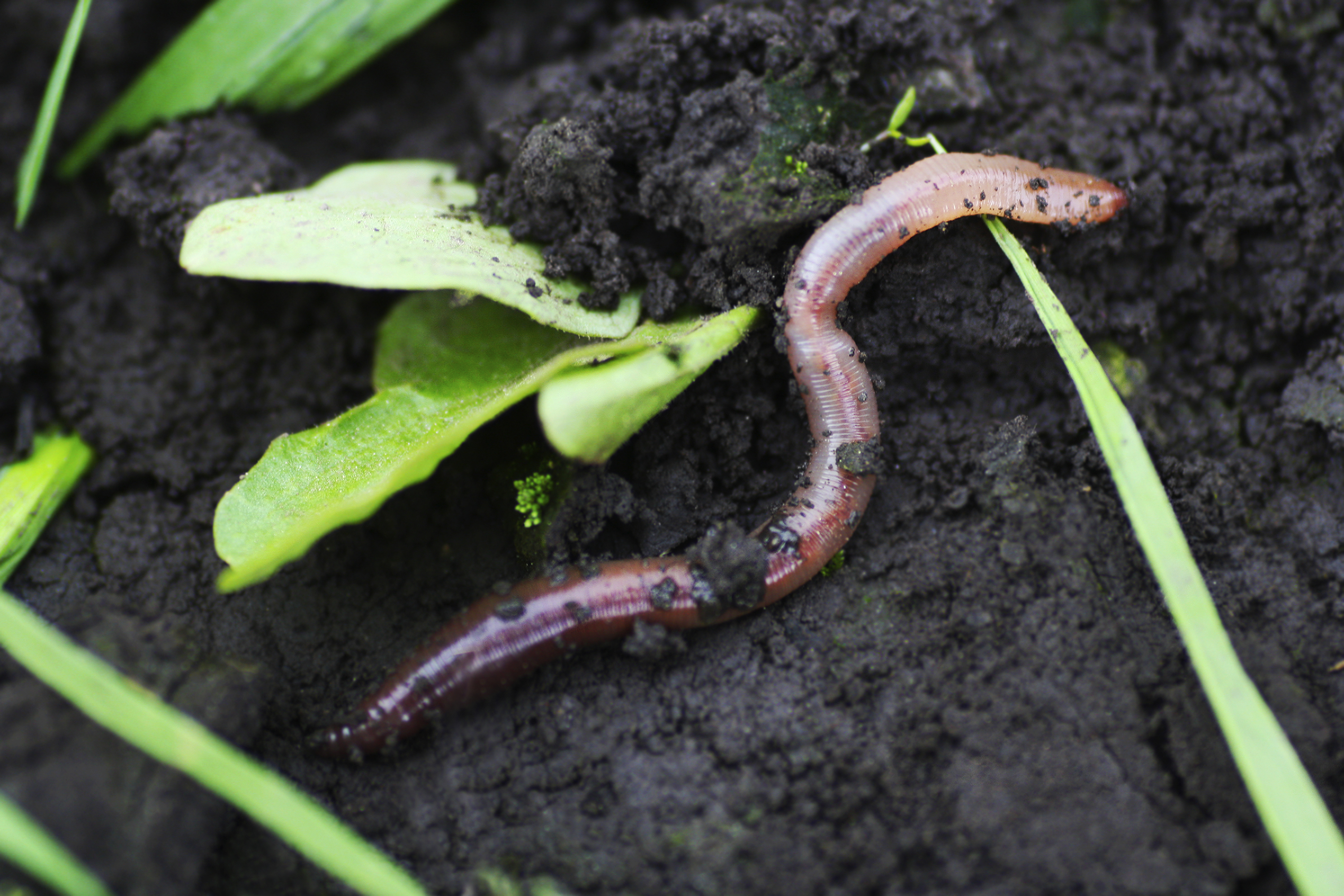 Regenwrmer als Ntzlinge im Garten  hausinfo