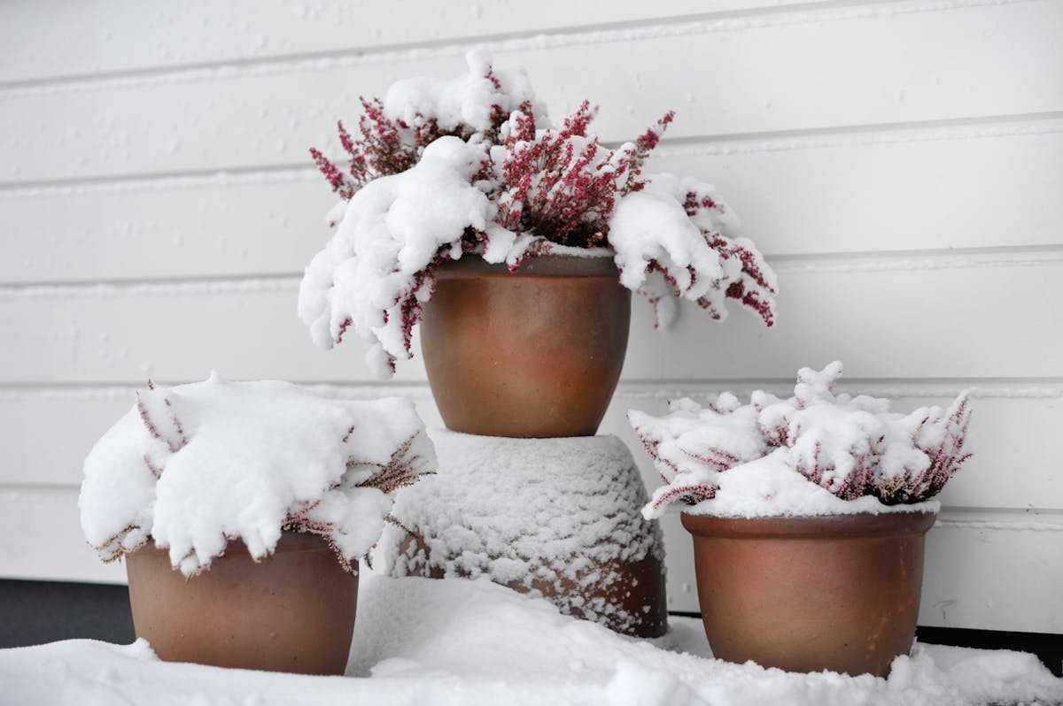 Froid, gel, neige… Comment protéger ses plantes en hiver ?