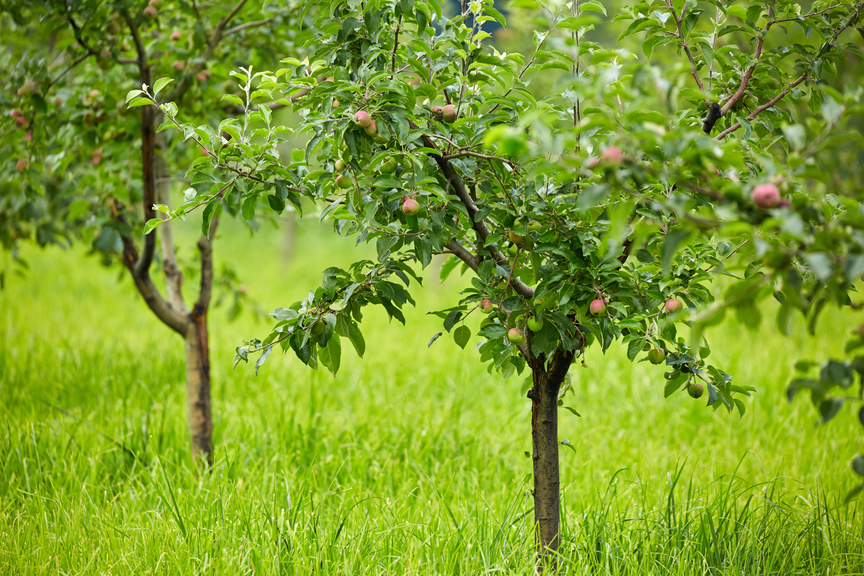 Junge Obstbume pflegen - hausinfo