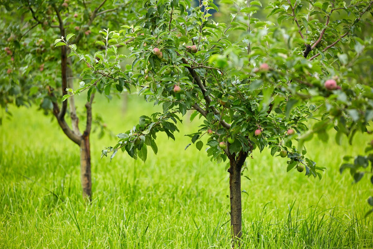 Junge Obstbäume pflegen - hausinfo