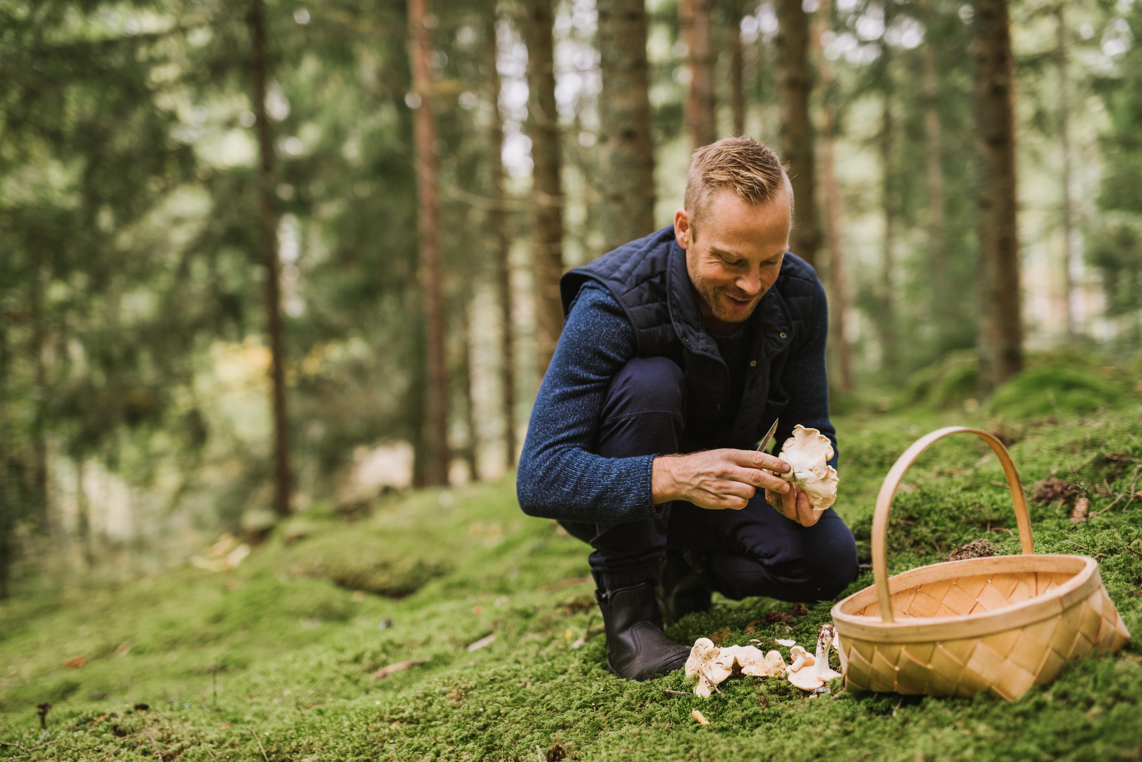 Cueillette des champignons