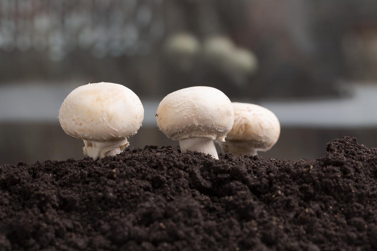 Cultiver soi-même des champignons - infomaison