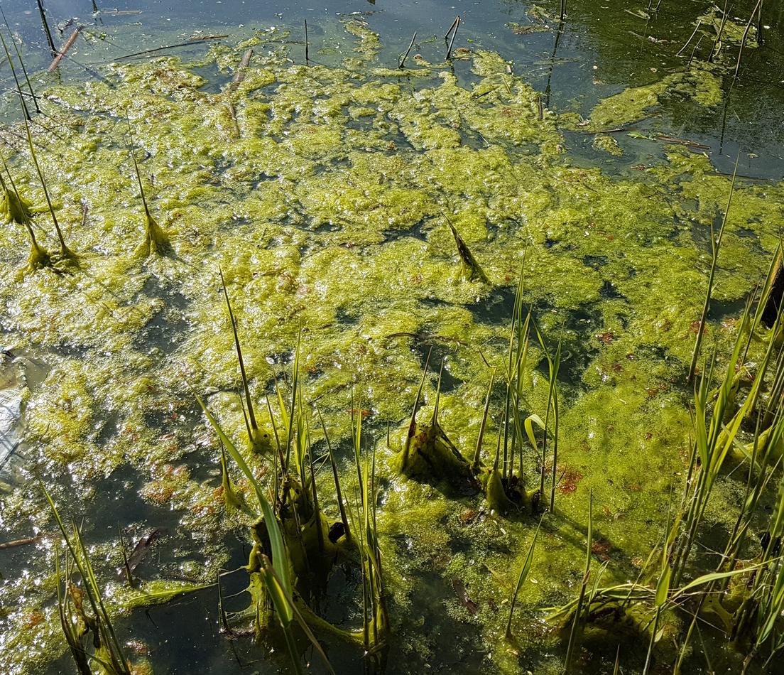  Übermässiges Algenwachstum ist im Teich