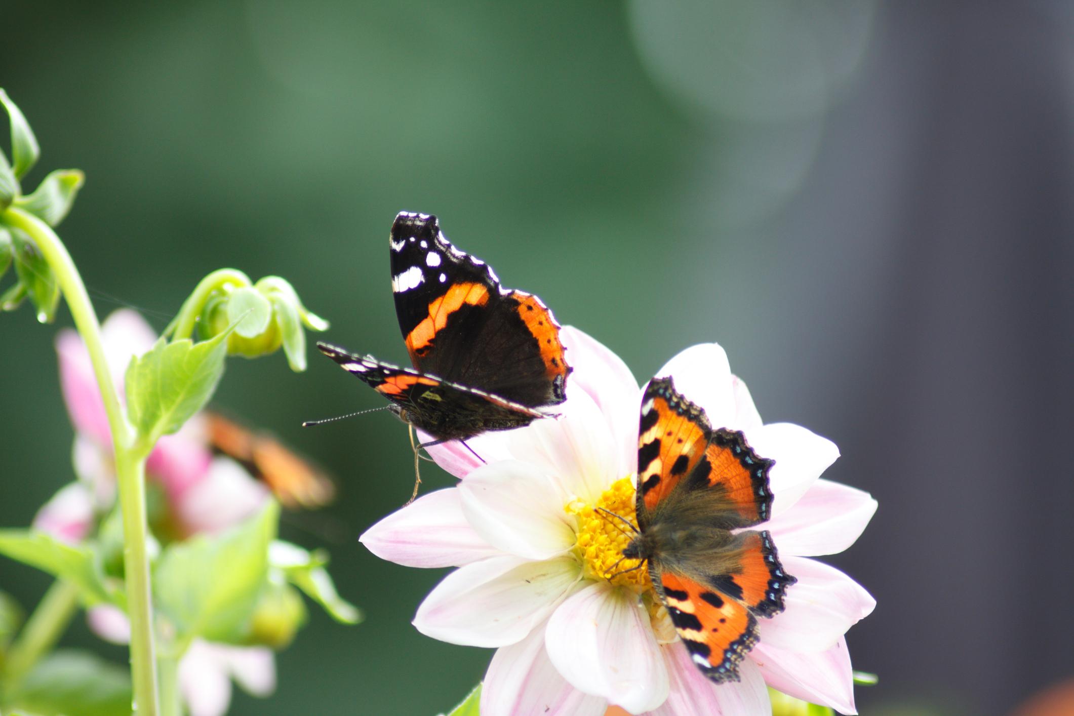 Garten für Schmetterlinge