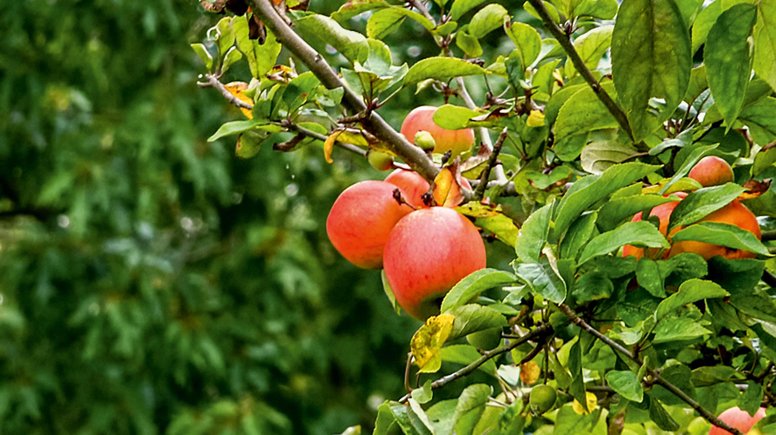 Apfelbaum mit reifen roten Äpfeln.