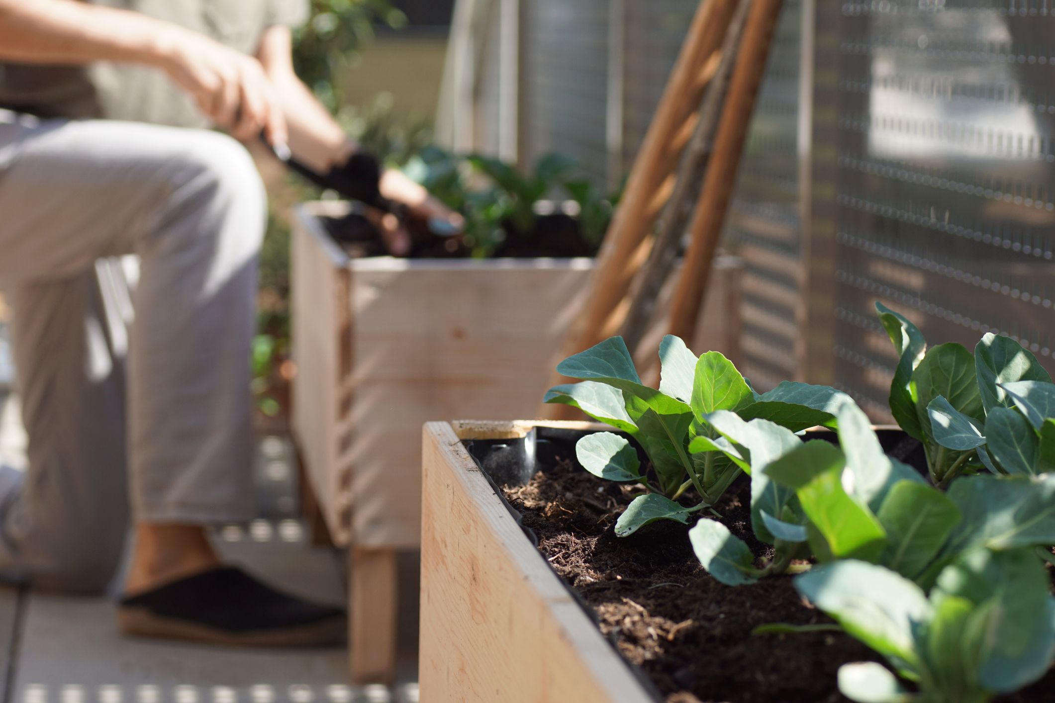 Urban Gardening: Gemse im Topf - hausinfo