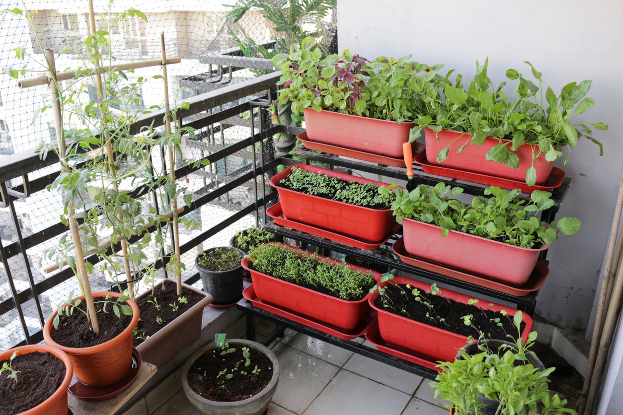 Urban Gardening: Gemse im Topf - hausinfo