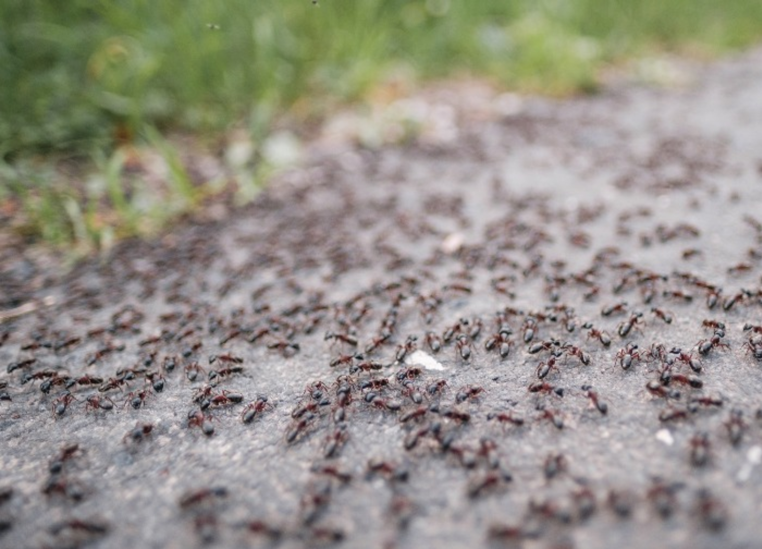 ABC Schädlingsbekämpfung Ameisen