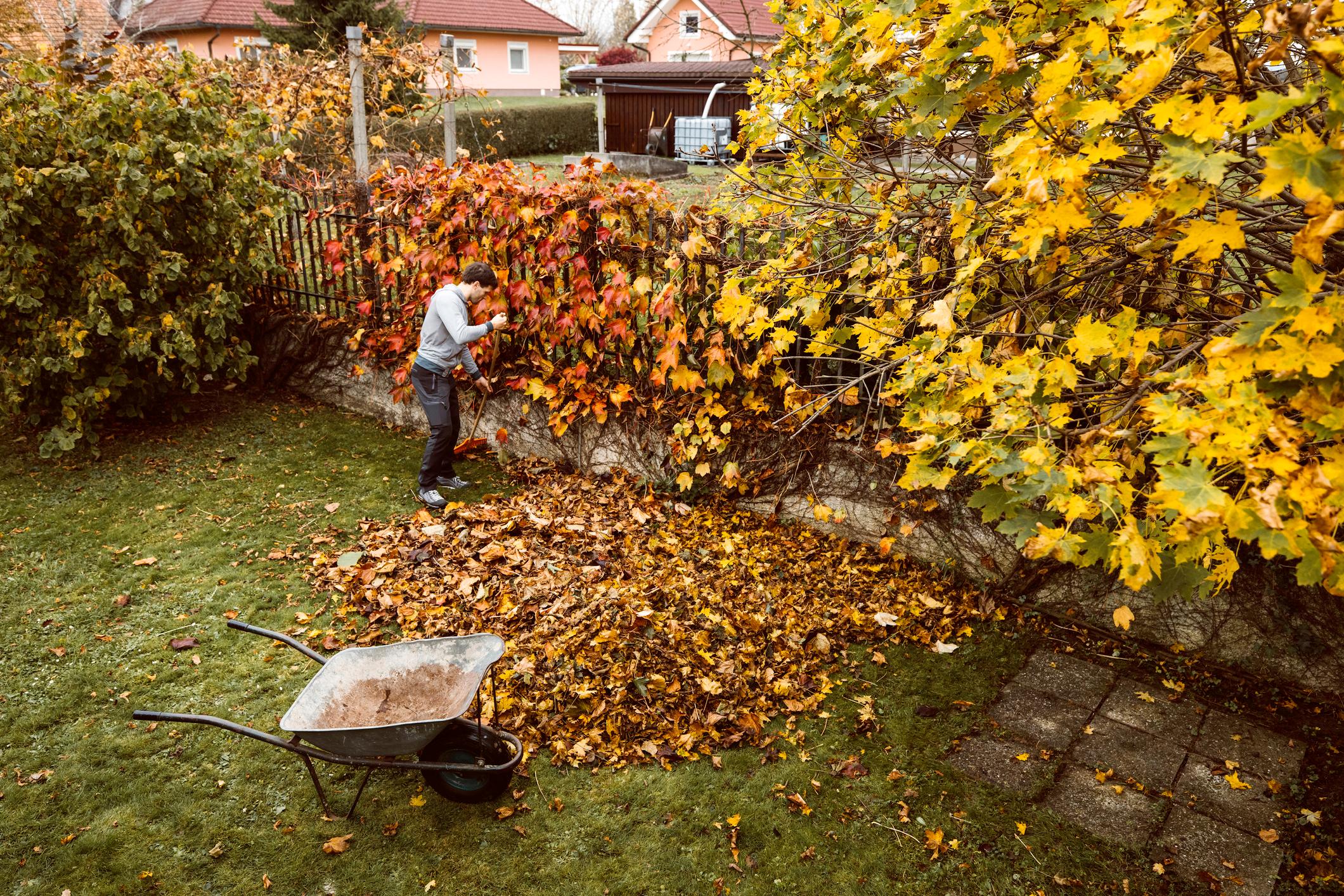 Laub von Nachbars Bäumen