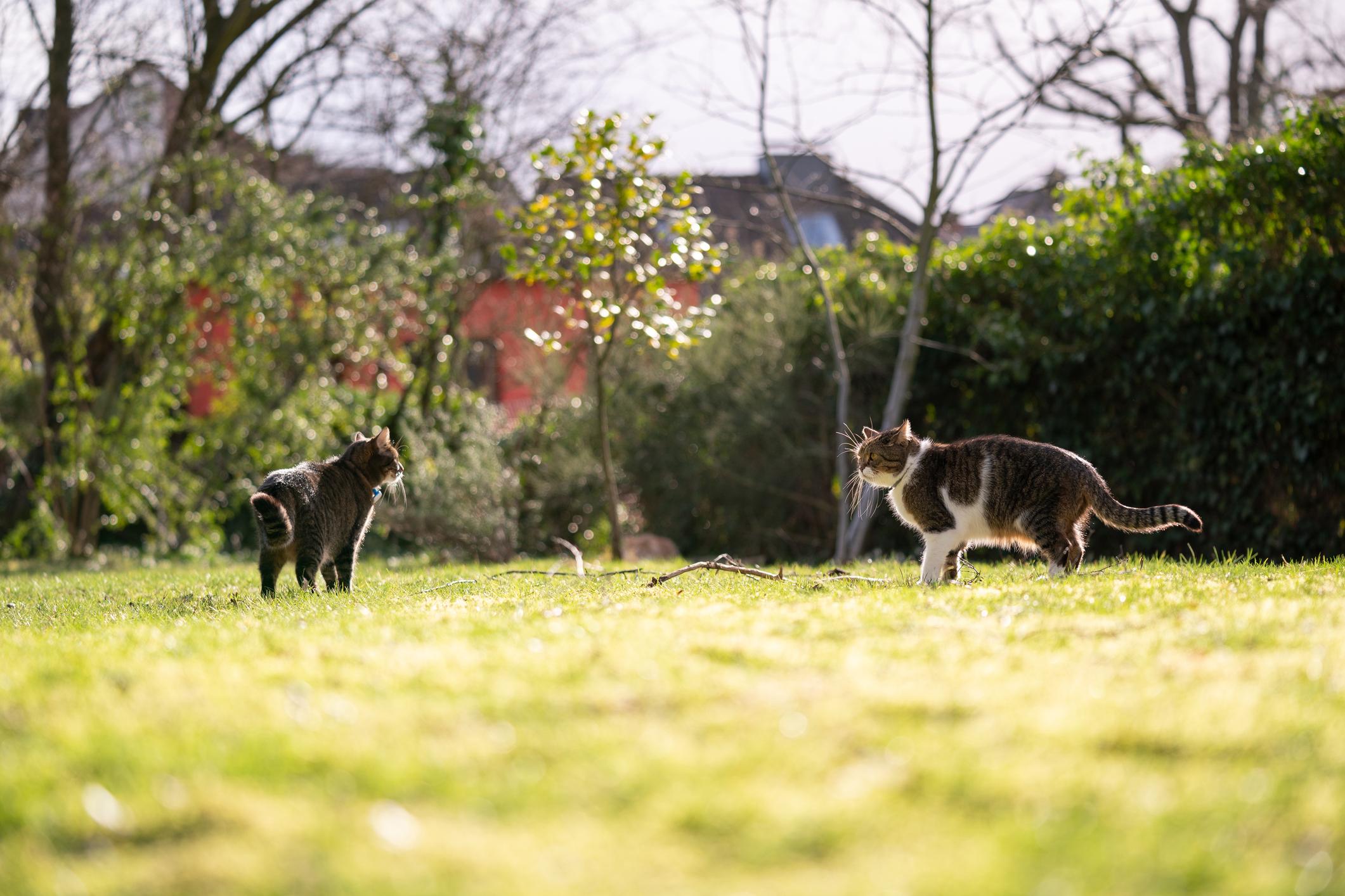 Katzen streifen durch die Nachbarschaft, jagen, markieren, raufen sich lautstark mit anderen Katzen.