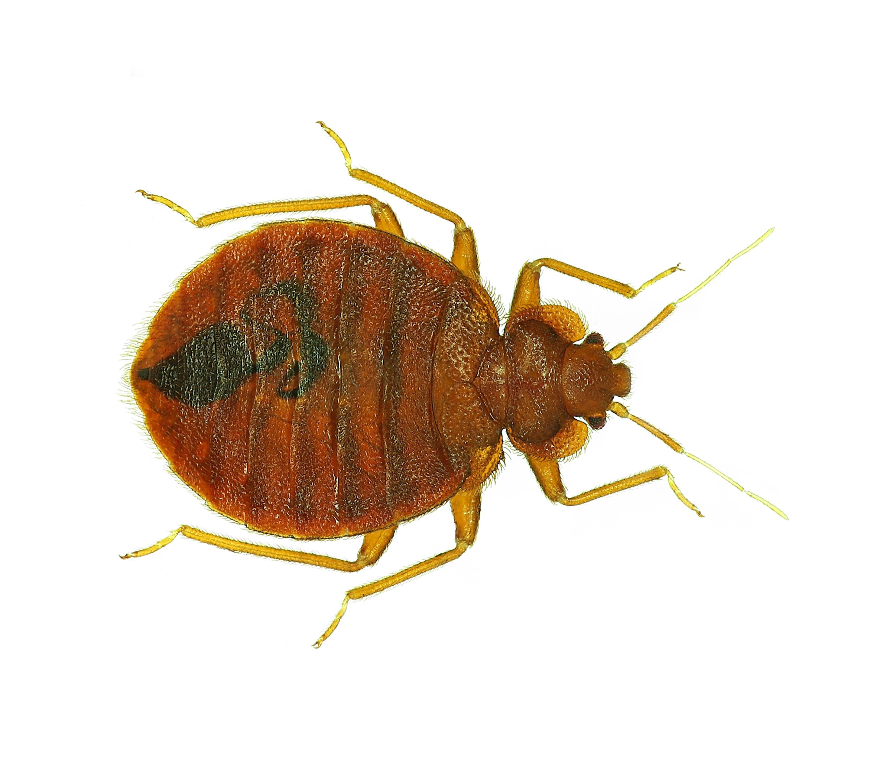 Bettwanzen