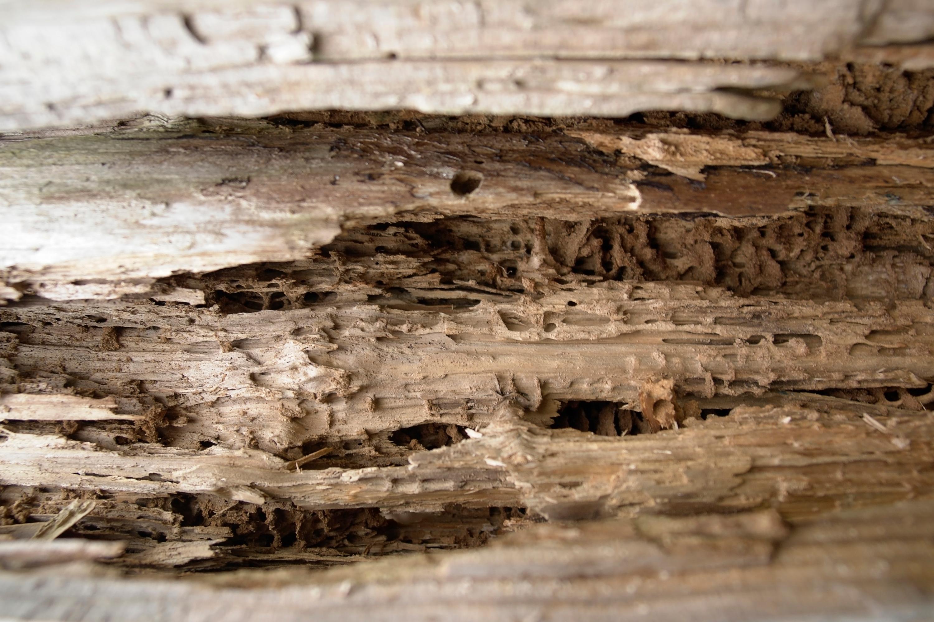 Les larves des coléoptères des maisons causent d'énormes dégâts dans toutes les constructions en bois
