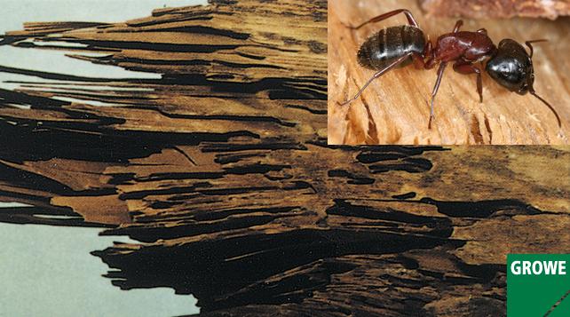 La fourmis du bois 