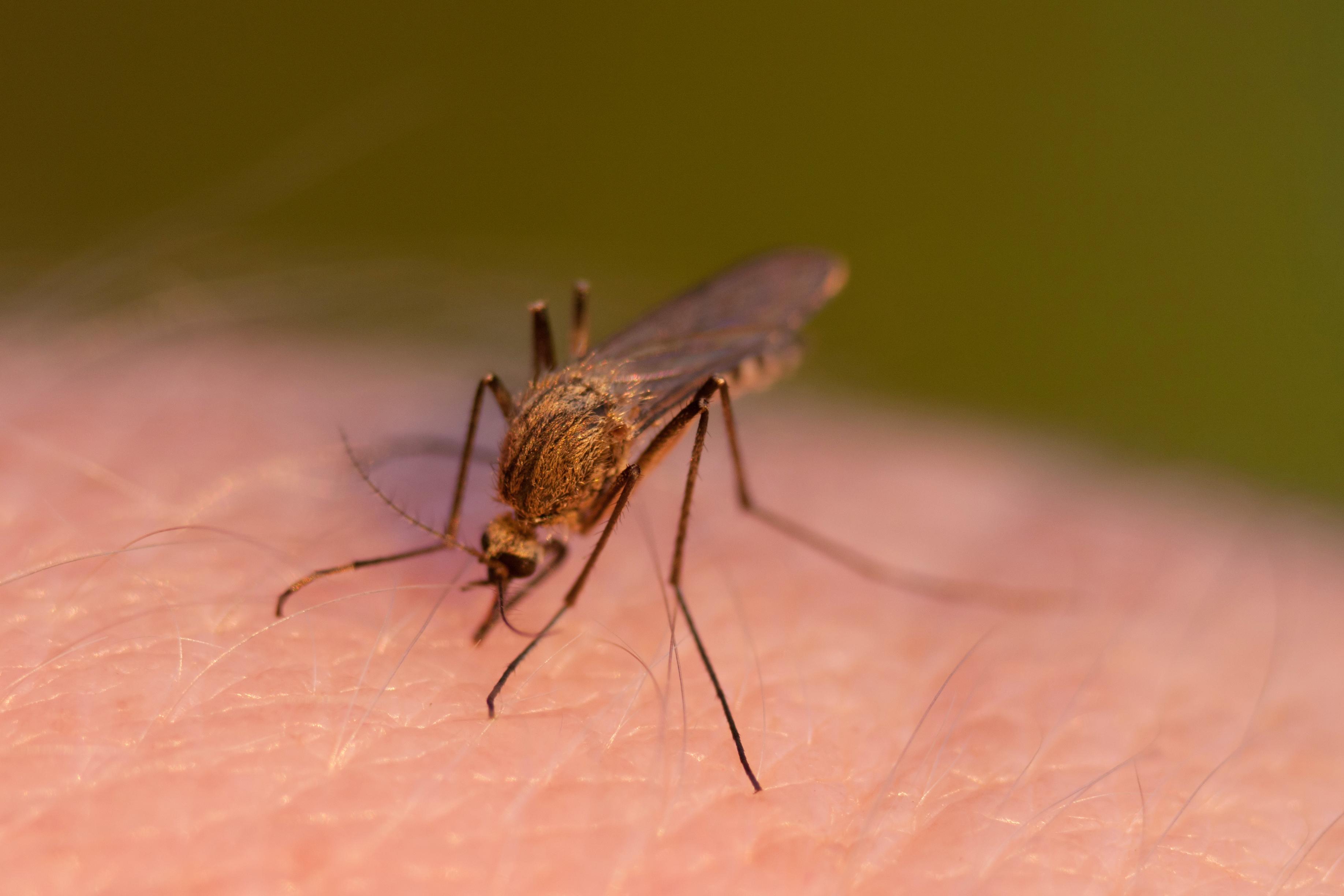  Gestochen wird man nur von Stechmücken-Weibchen