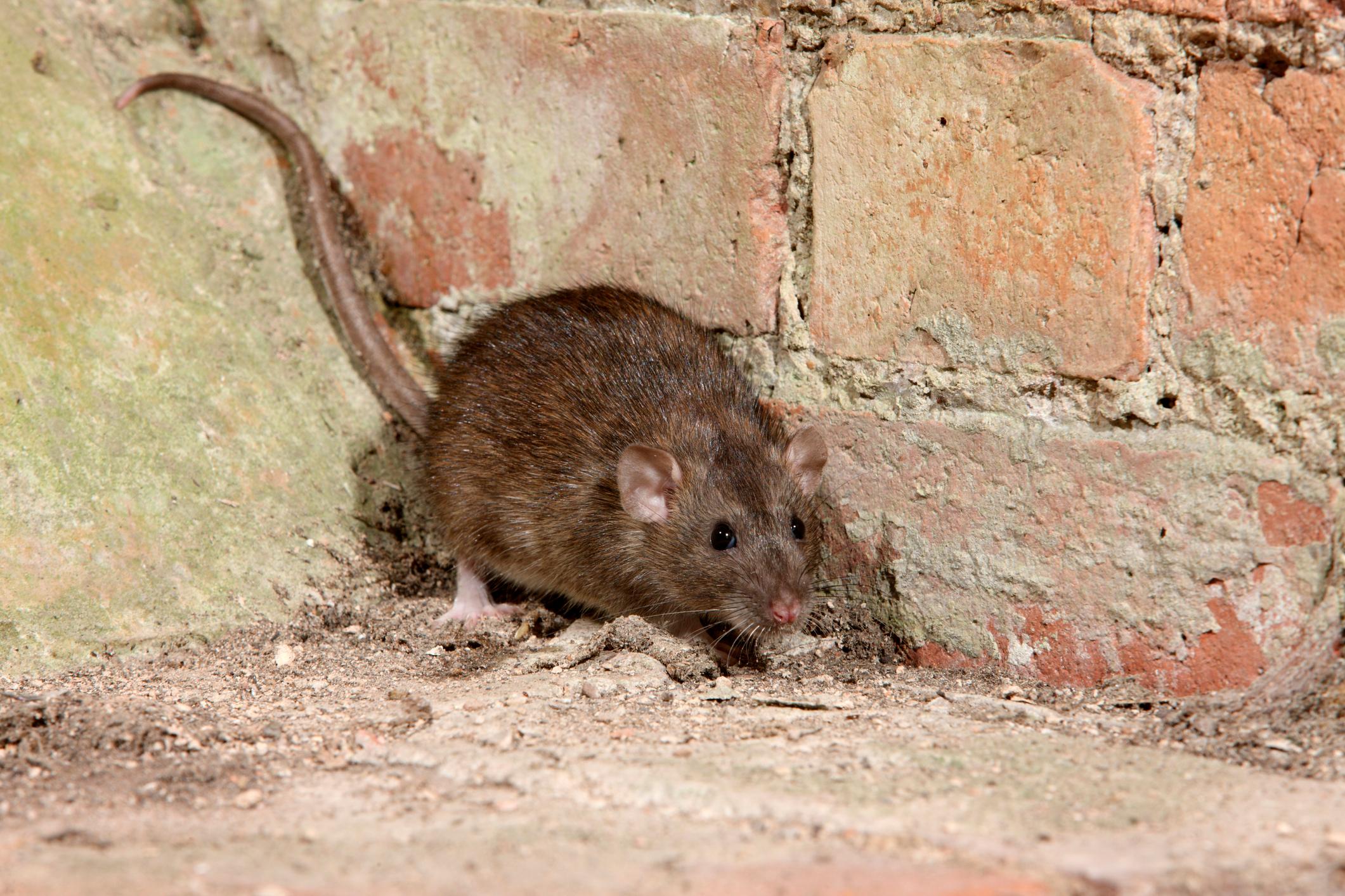  Wild lebende Ratten haben im Innern von Gebäuden nichts zu suchen.