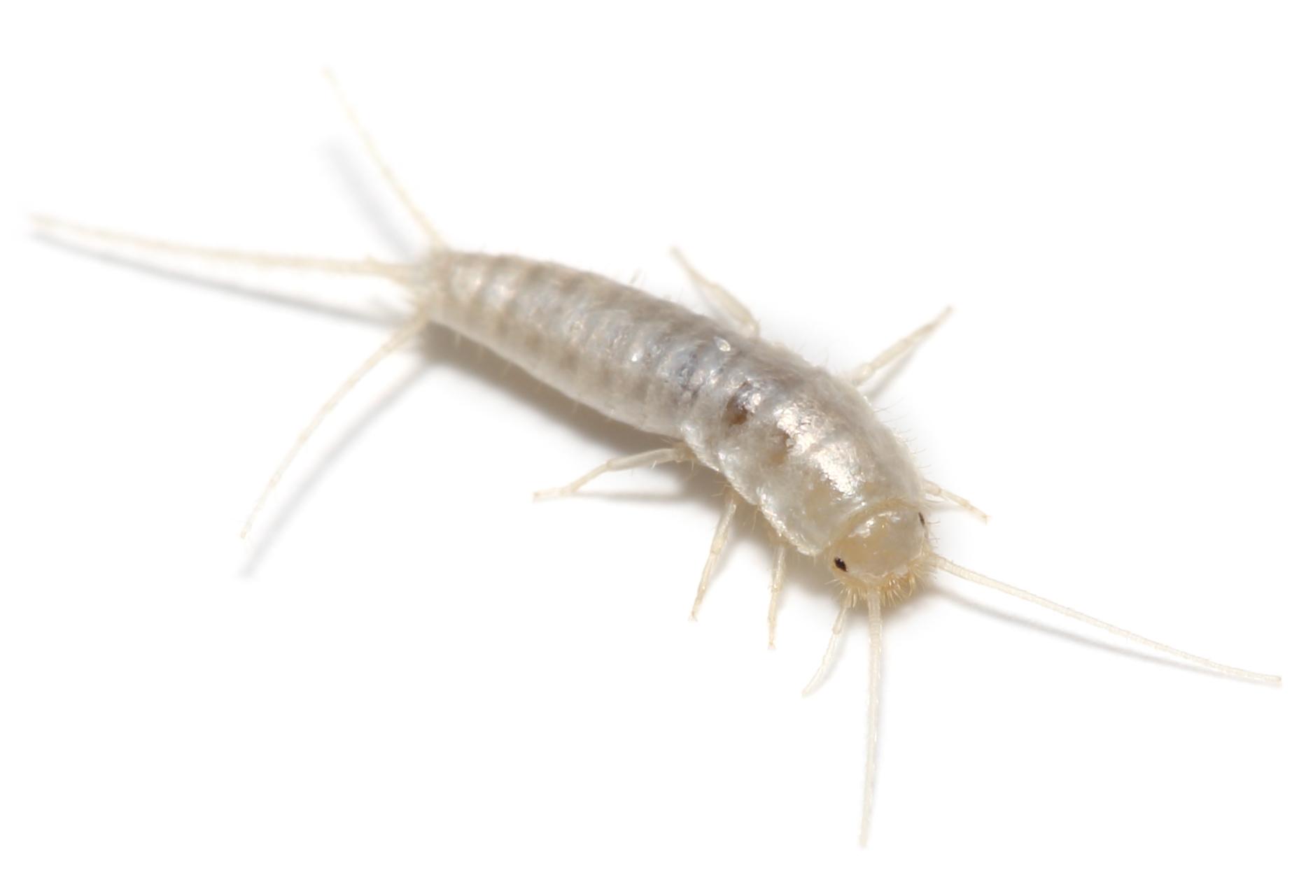 Silberfischchen
