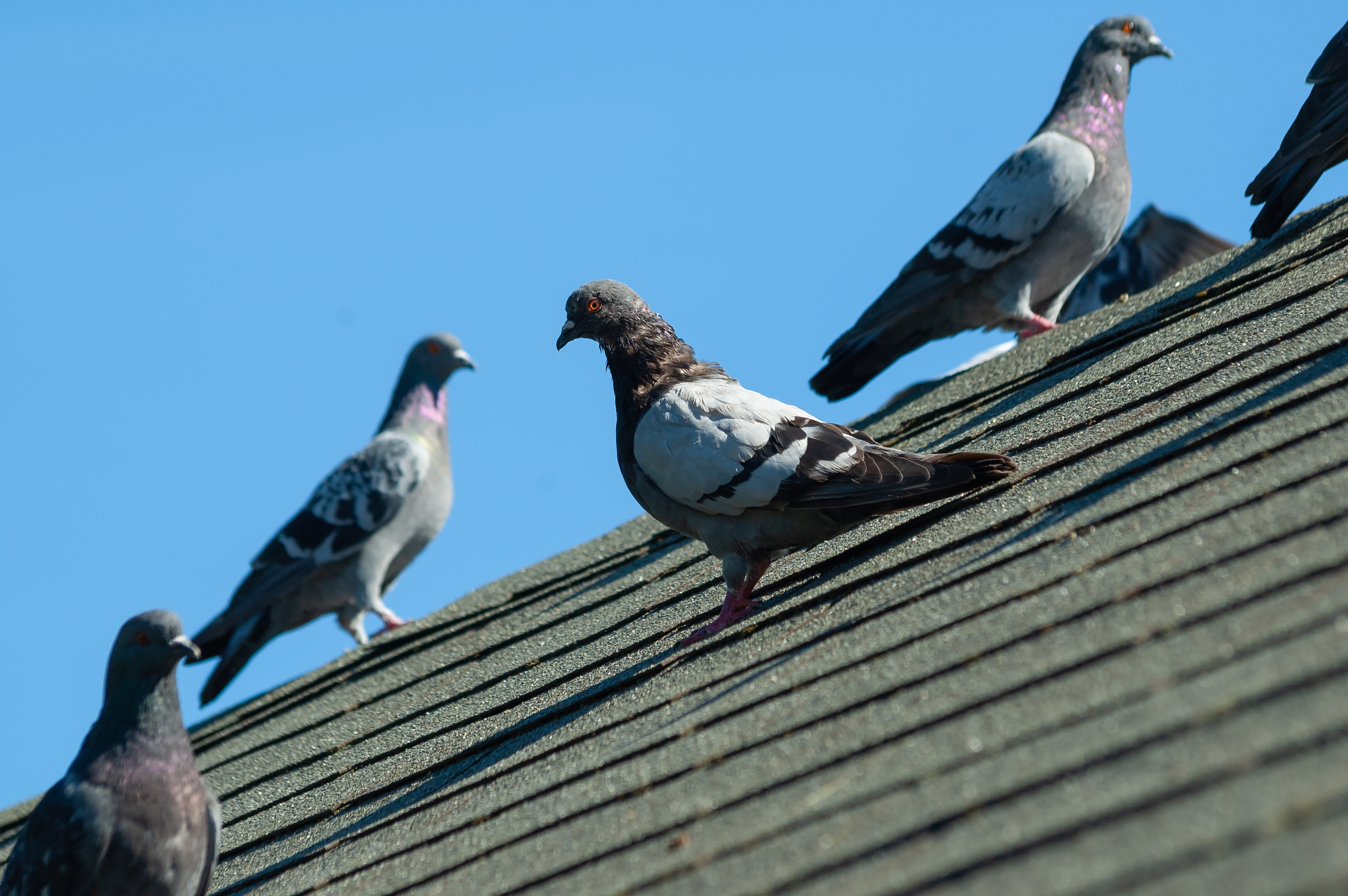 Éloigner les pigeons de la maison infomaison