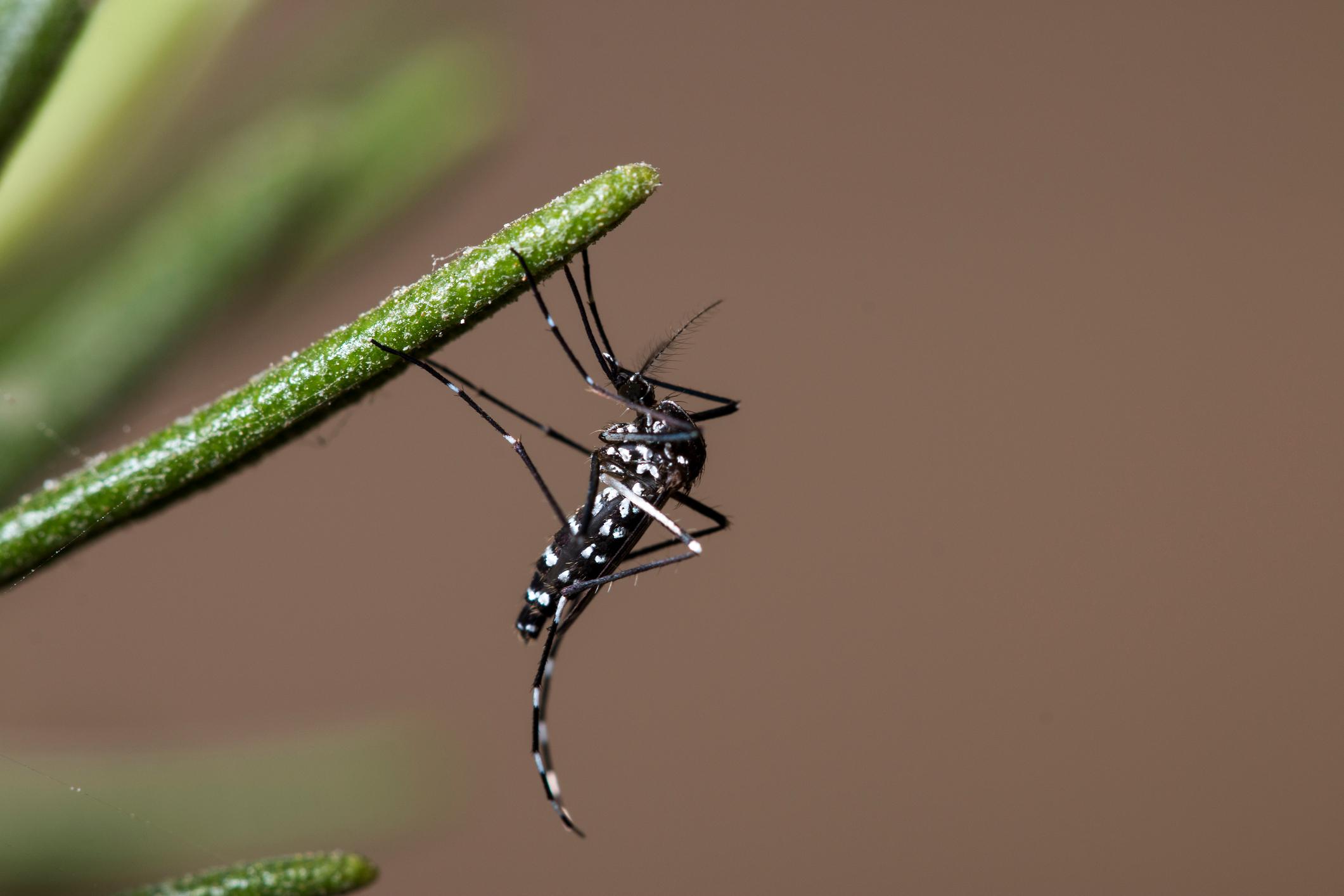 Le moustique tigre asiatique (Aedes albopictus) est une espèce de moustique invasive, particulièrement agressive. 