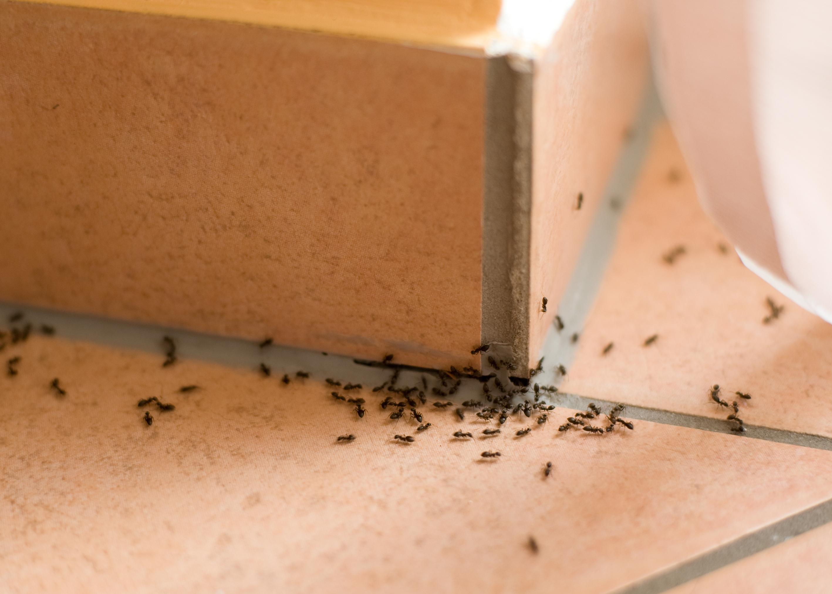 Wir nennen Ihnen die 8 Tipps um Ameisen wirksam zu bekämpfen.