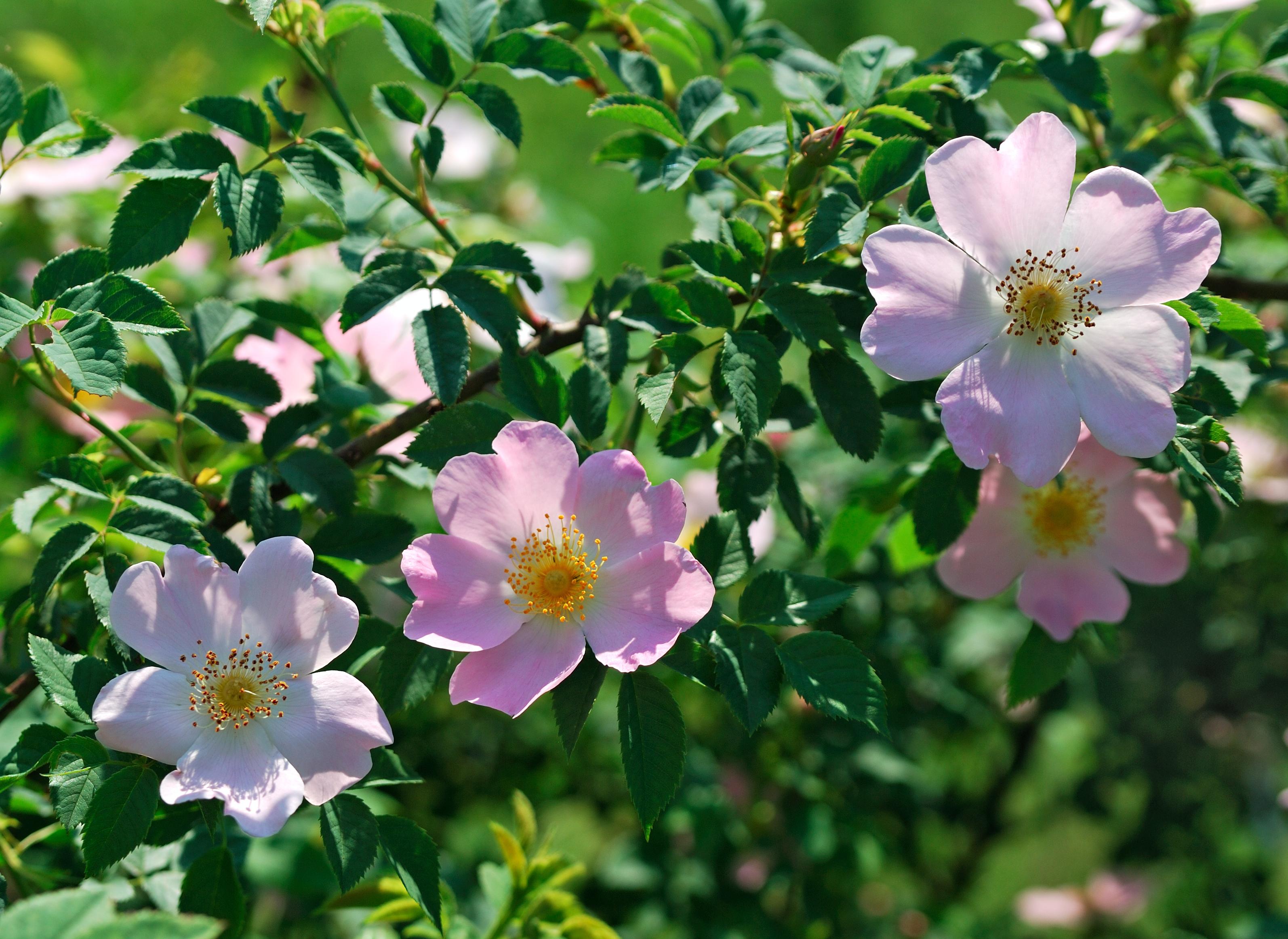Rosier des chiens (Rosa canina)