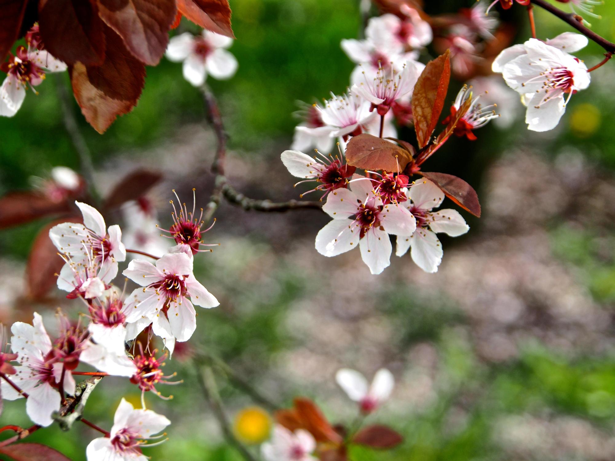 Prunier-cerise (Prunus cerasifera)